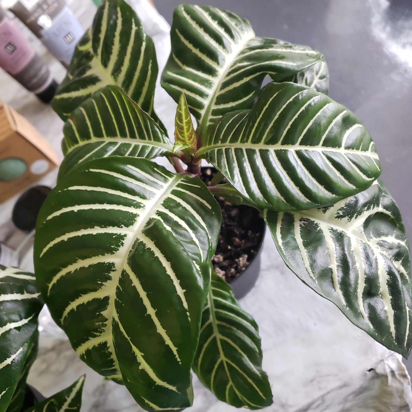 zebra prayer plant Zebra Plant 'Snow White' Aphelandra – Plants and Things LLC