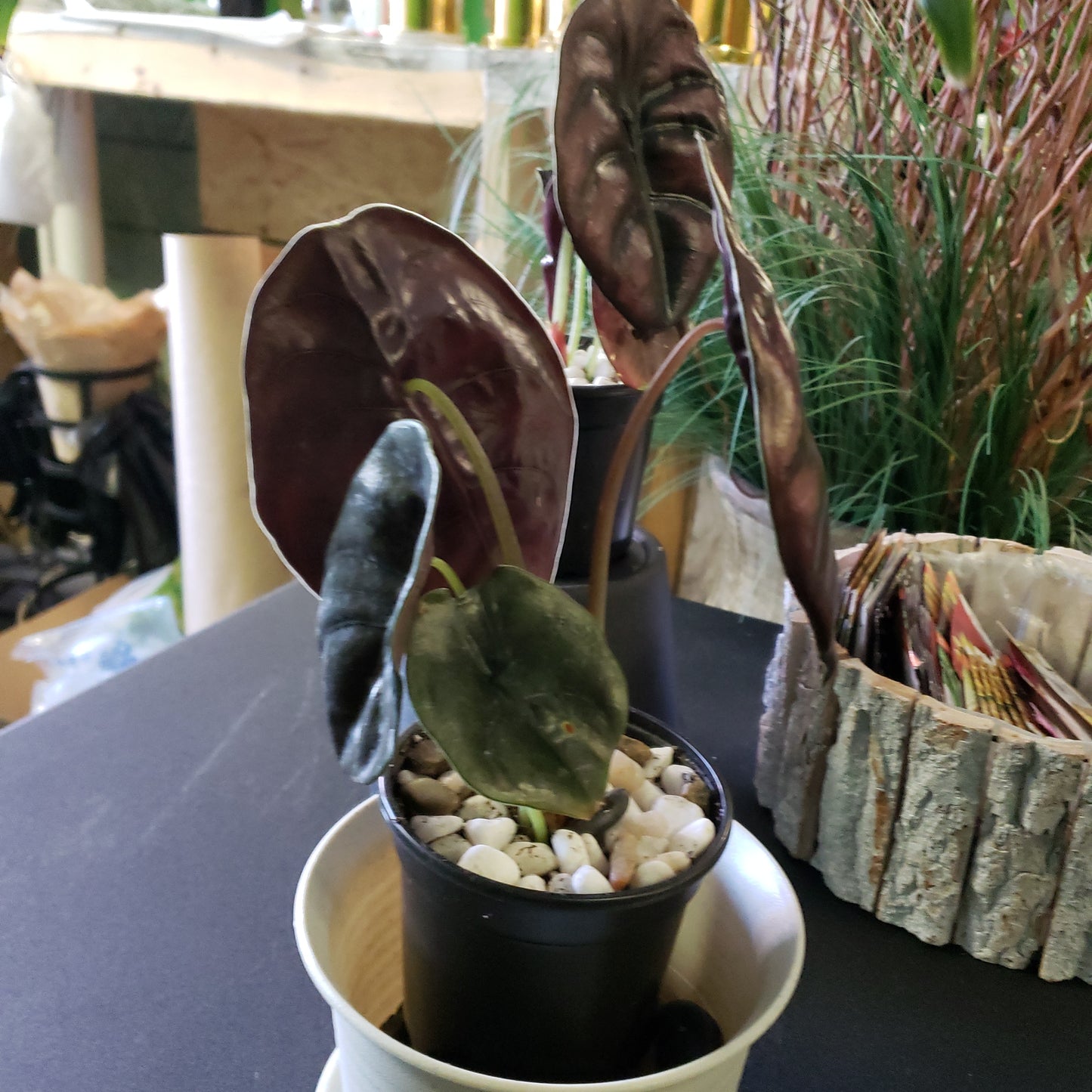 Alocasia Red Secret