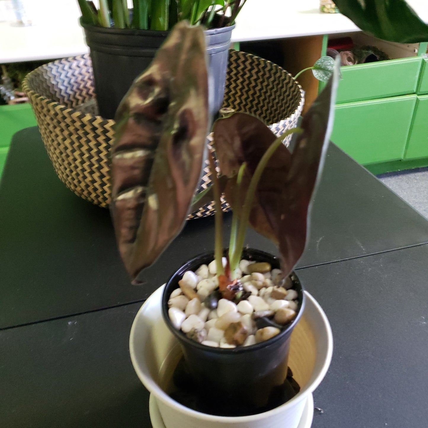 Alocasia Red Secret