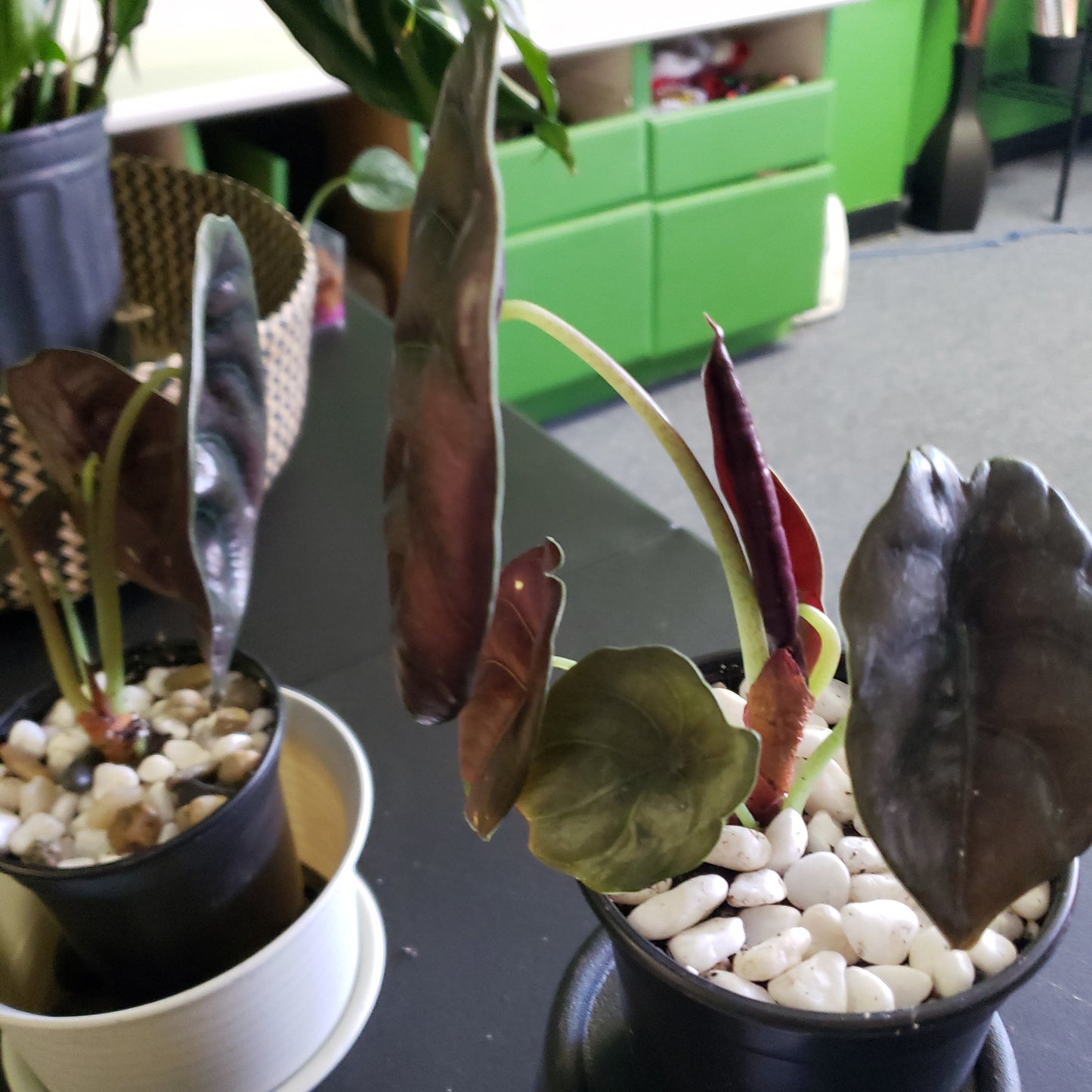 Alocasia Red Secret
