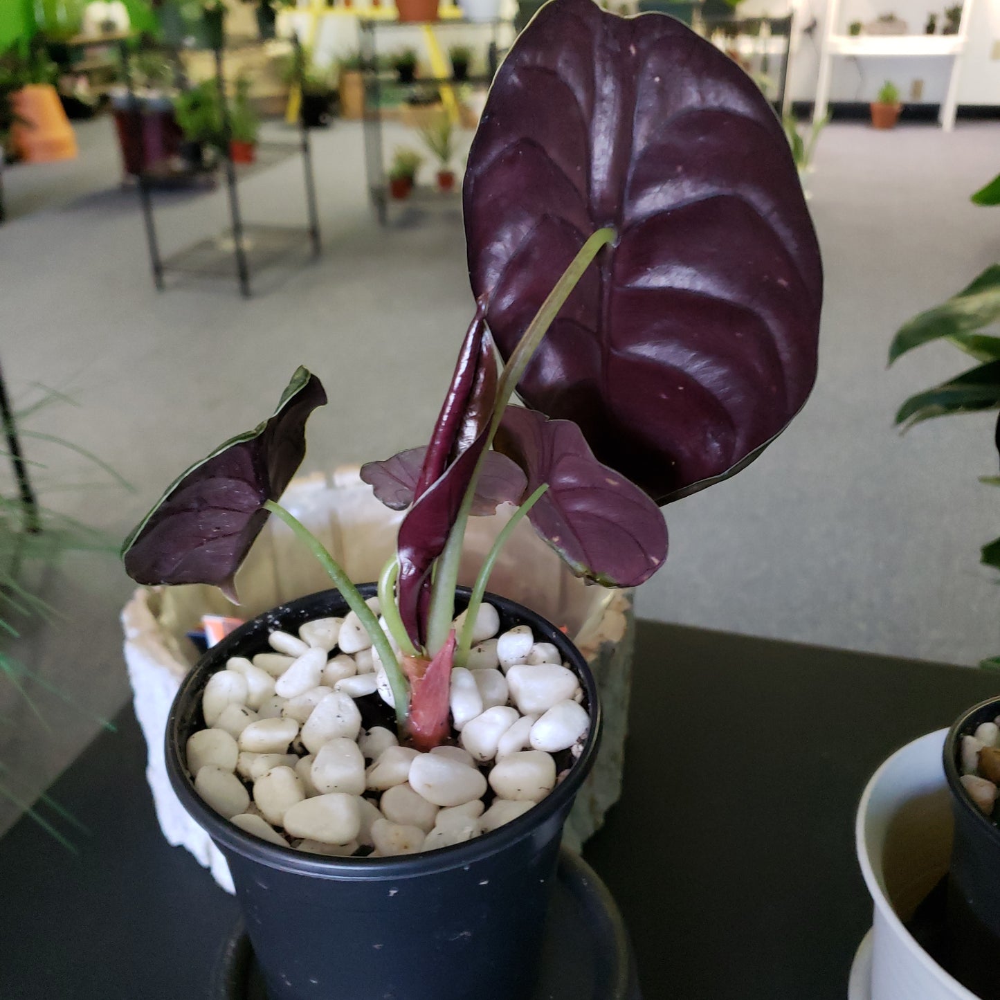 Alocasia Red Secret