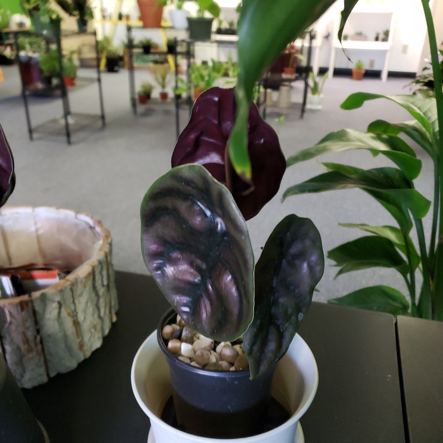 Alocasia Red Secret