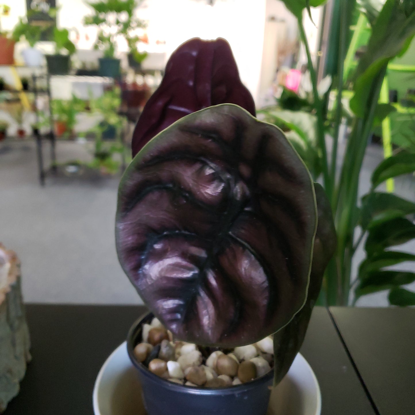 Alocasia Red Secret