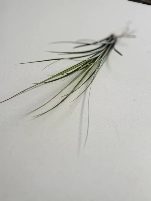 Tillandsia Juncea Plant - Large Air Plant
