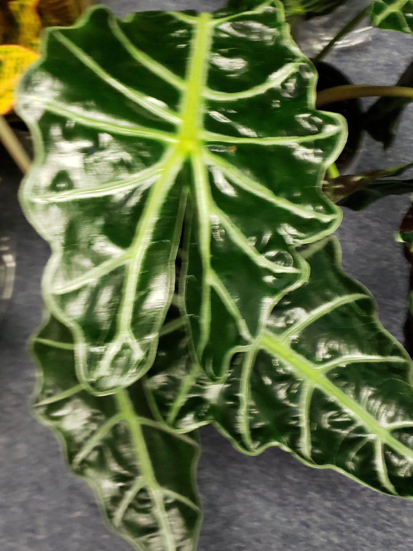 ALOCASIA AFRICAN MASK