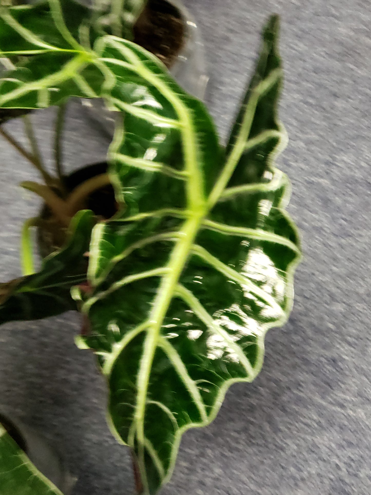 ALOCASIA AFRICAN MASK