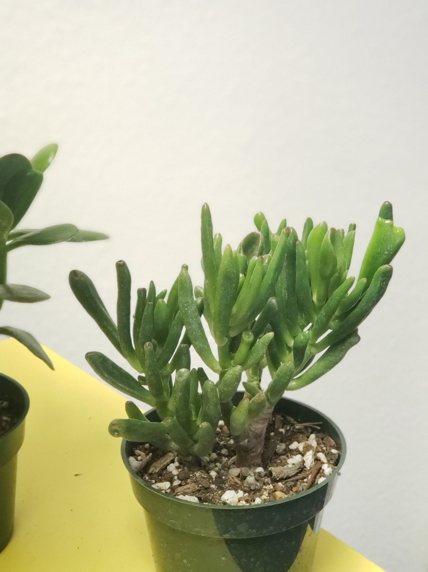 Hobbit Jade Tree Plant