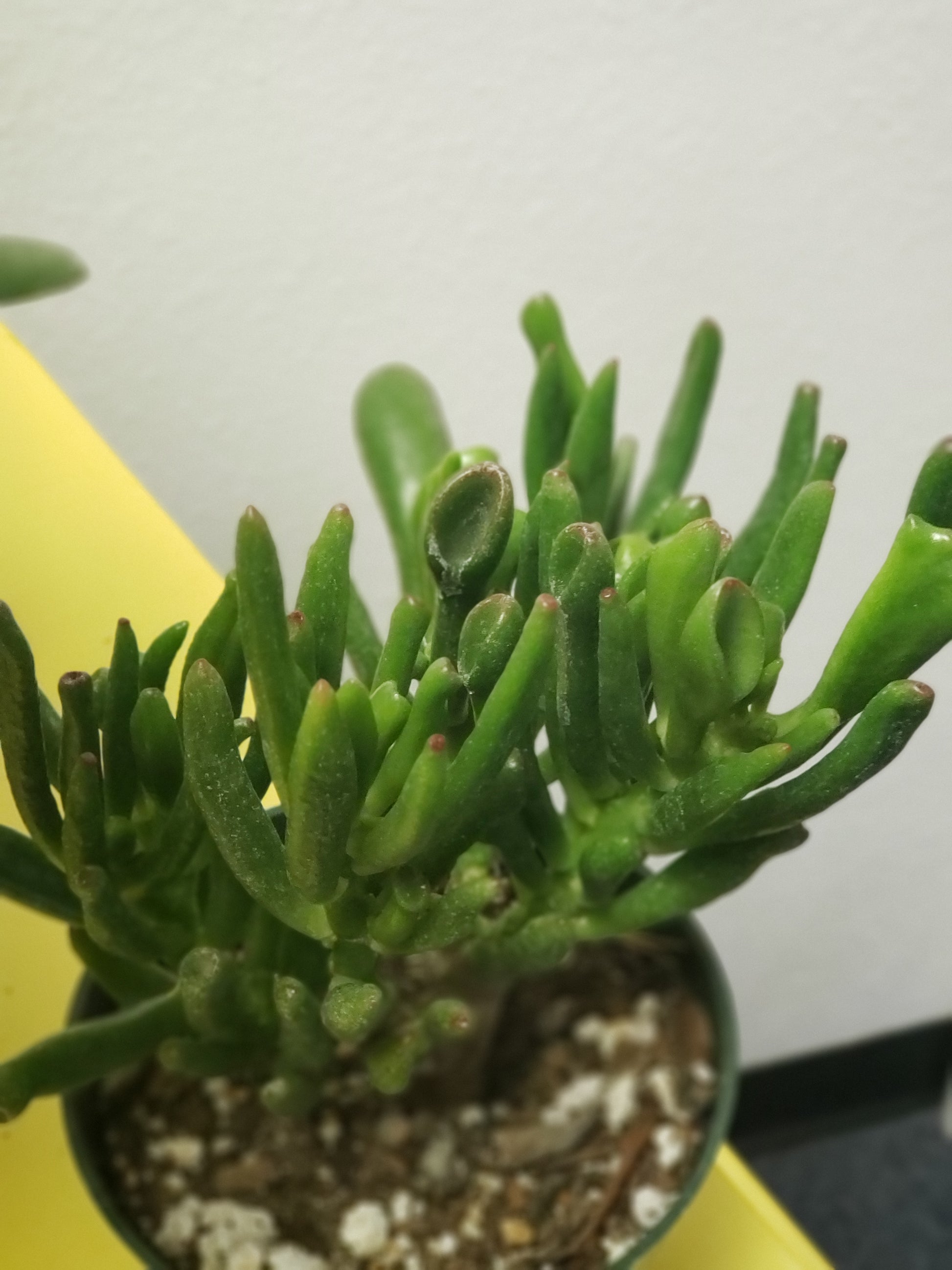 dehydrated jade plant Hobbit Jade Tree Plant – Plants and Things LLC