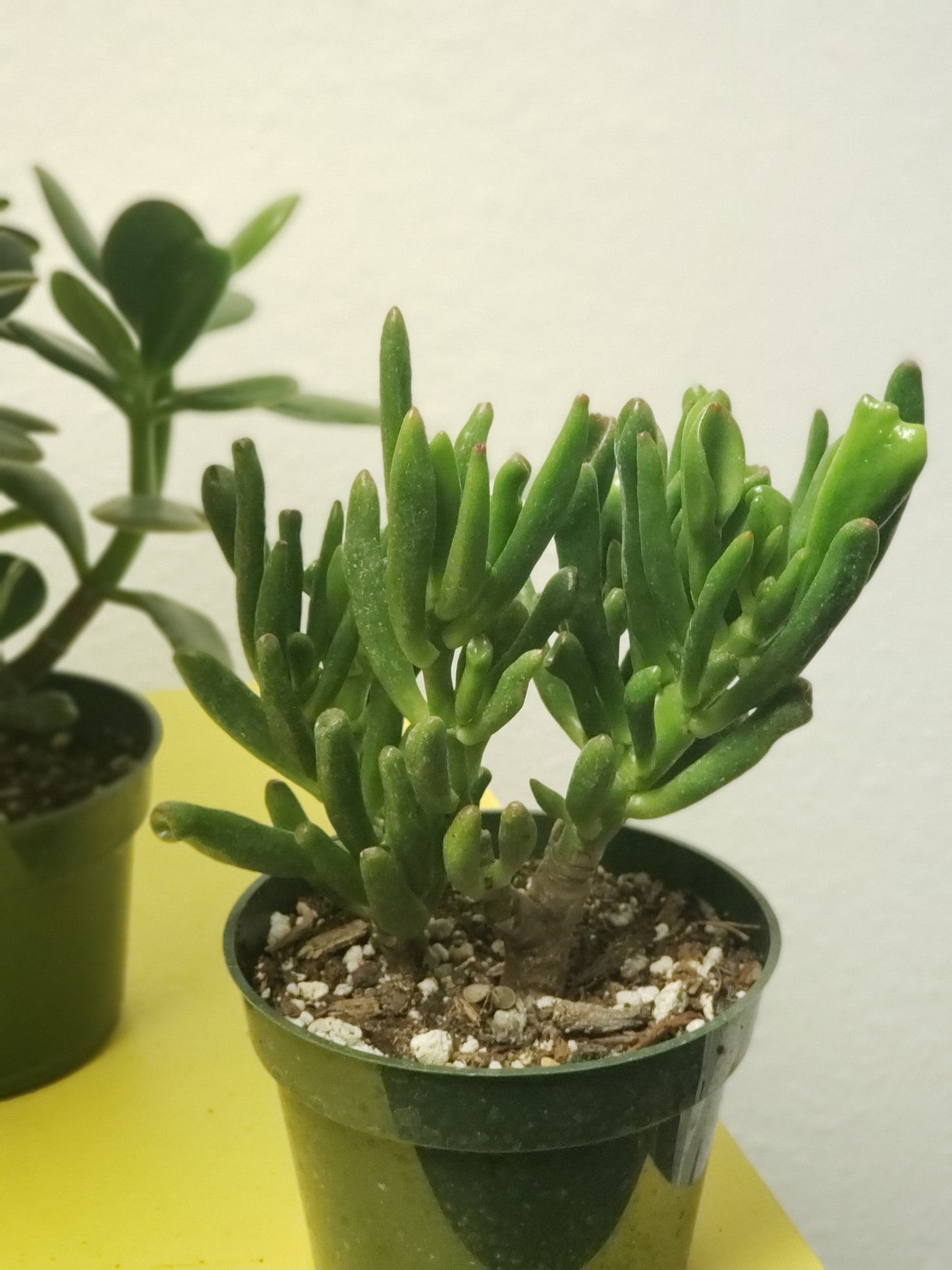 Hobbit Jade Tree Plant