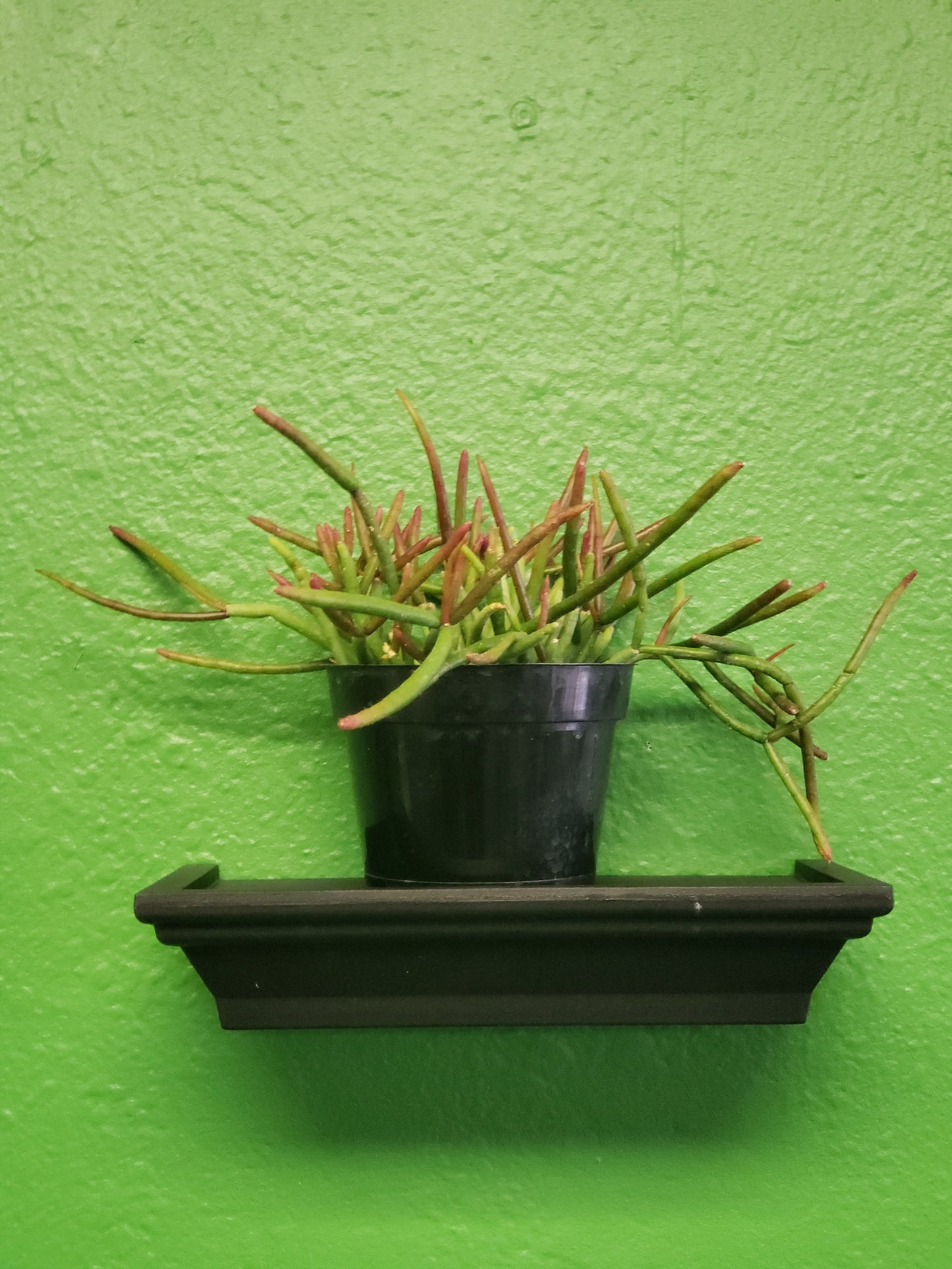 Mistletoe Cactus