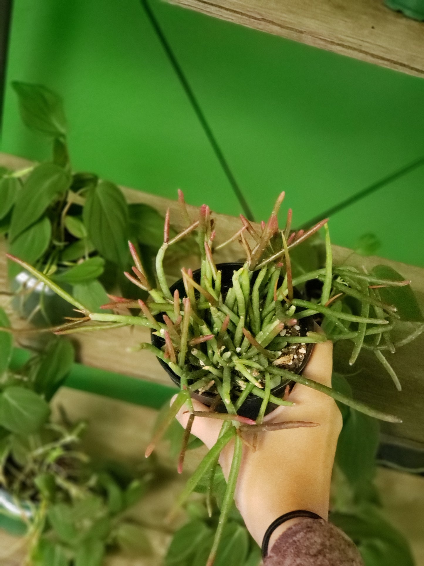 Mistletoe Cactus