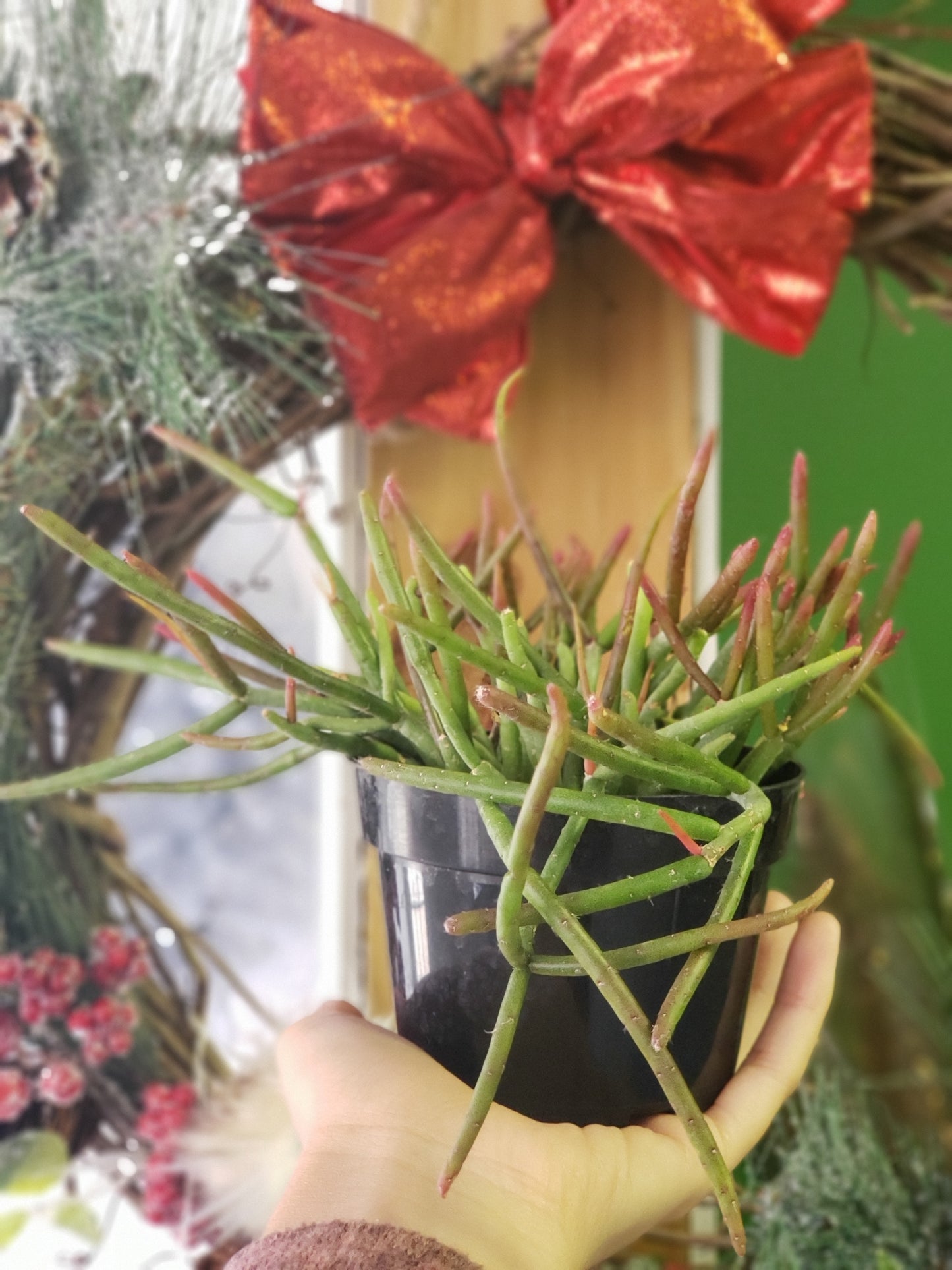 Mistletoe Cactus
