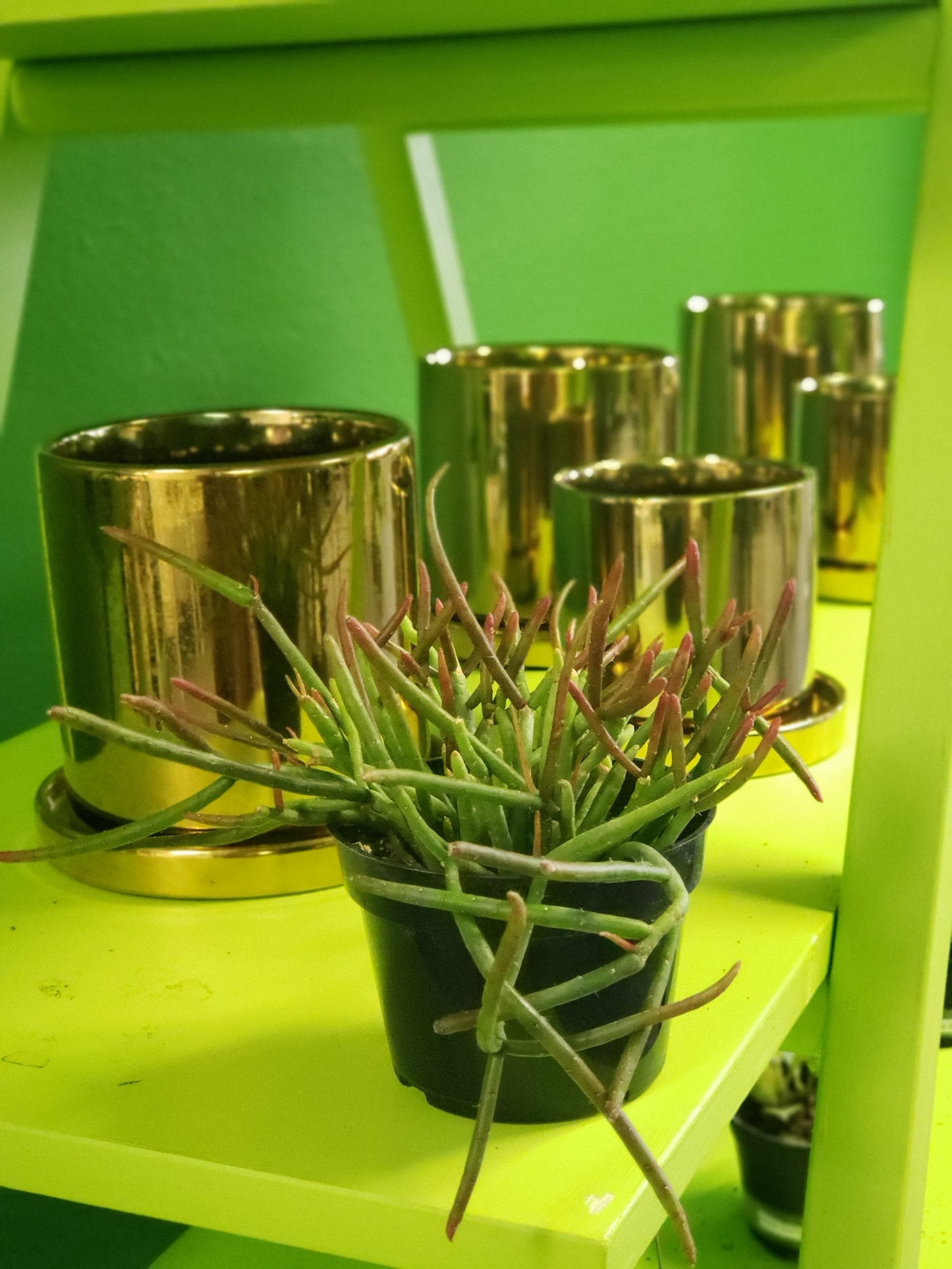 Mistletoe Cactus