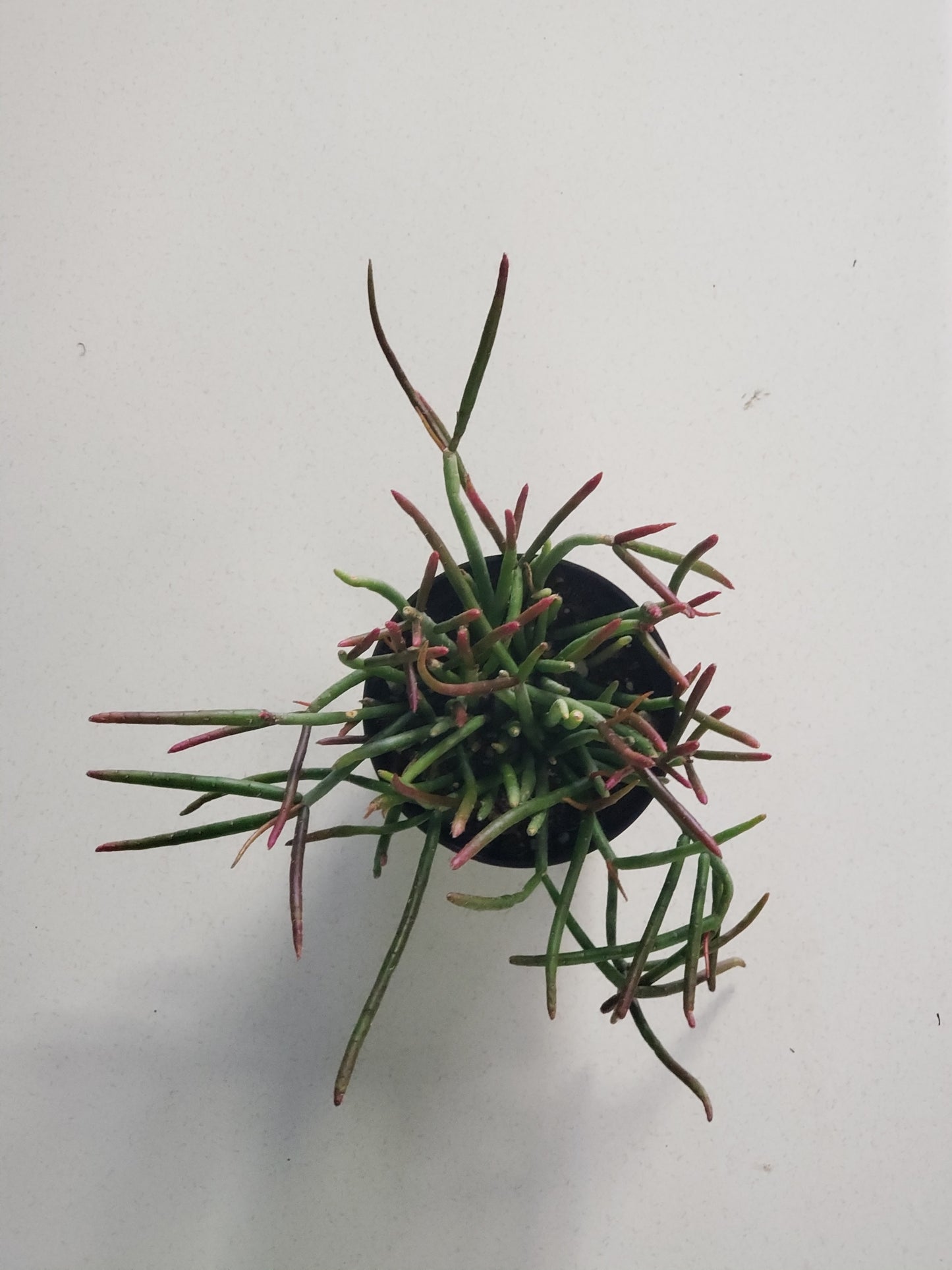 Mistletoe Cactus