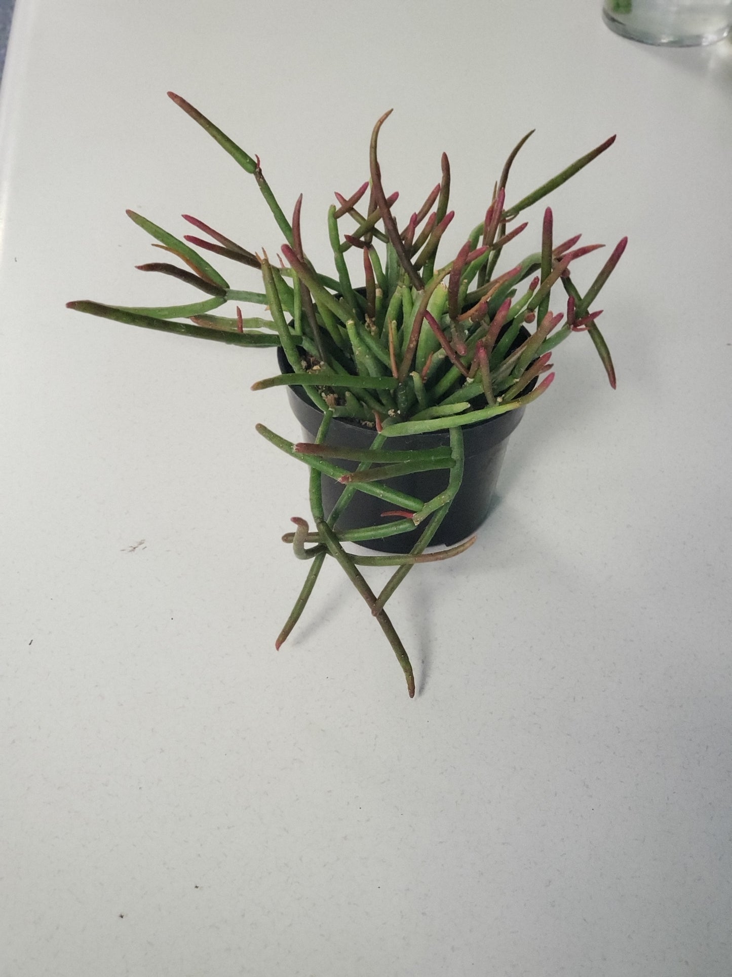 Mistletoe Cactus