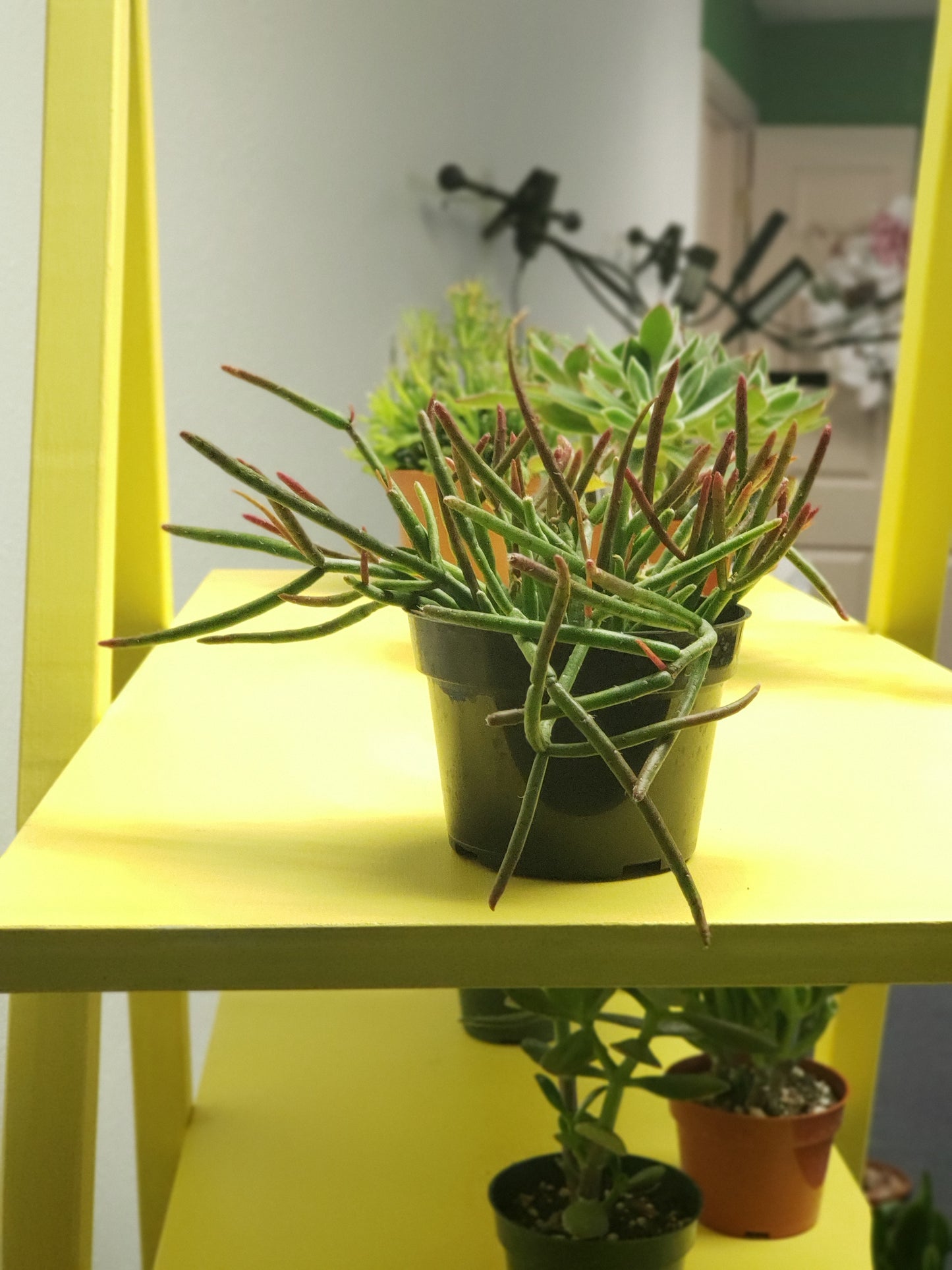 Mistletoe Cactus
