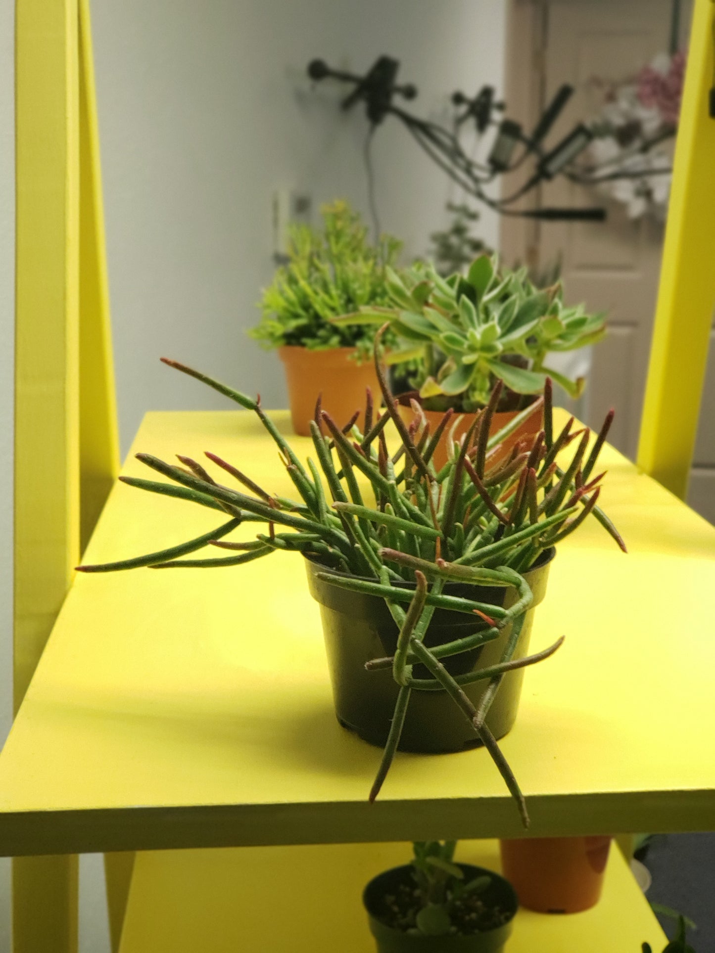 Mistletoe Cactus