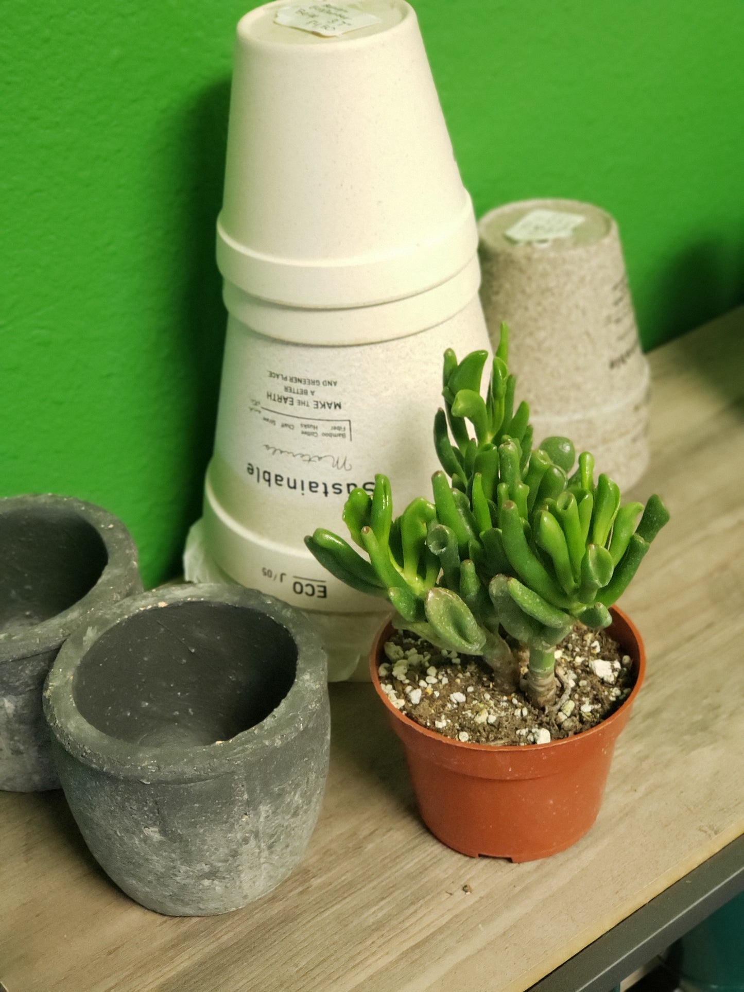 Hobbit Jade Tree Plant
