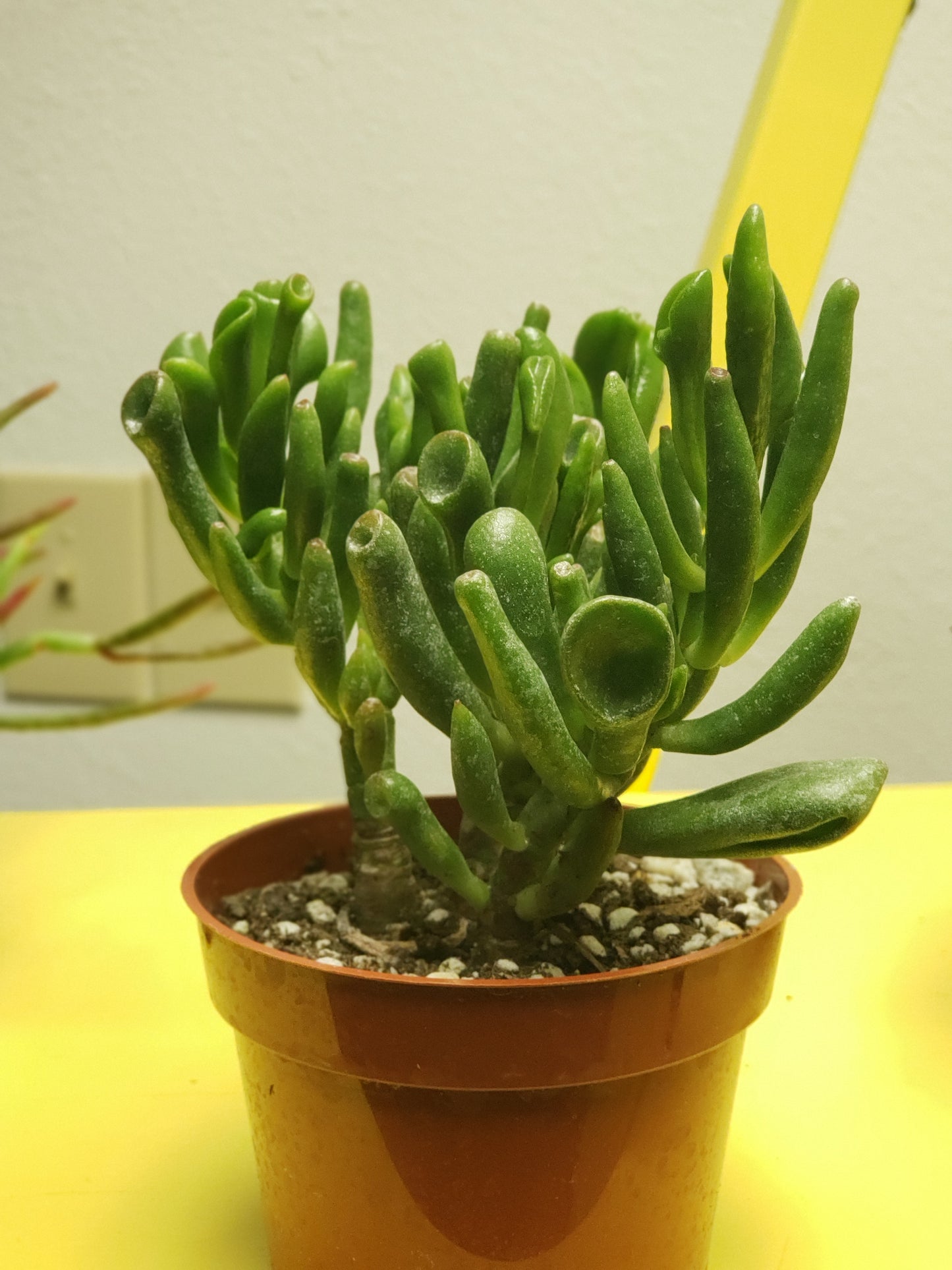 hobbit jade plant care Hobbit Jade Tree Plant – Plants and Things LLC
