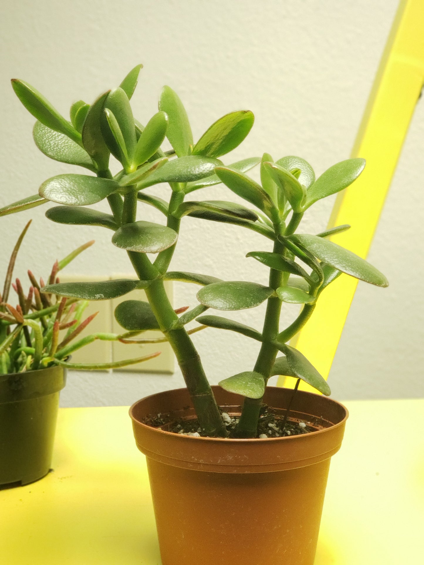 Jade Tree Plant