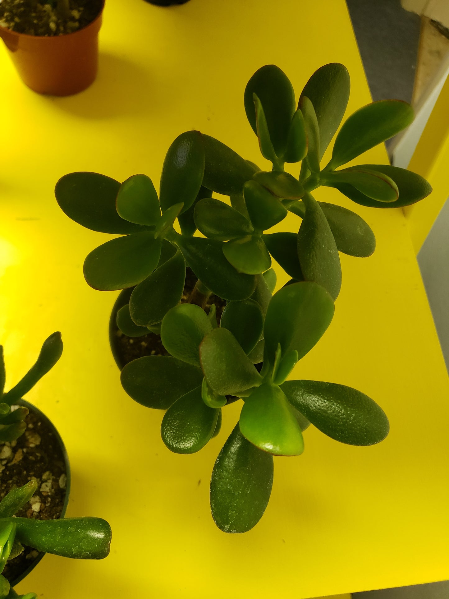 Jade Tree Plant