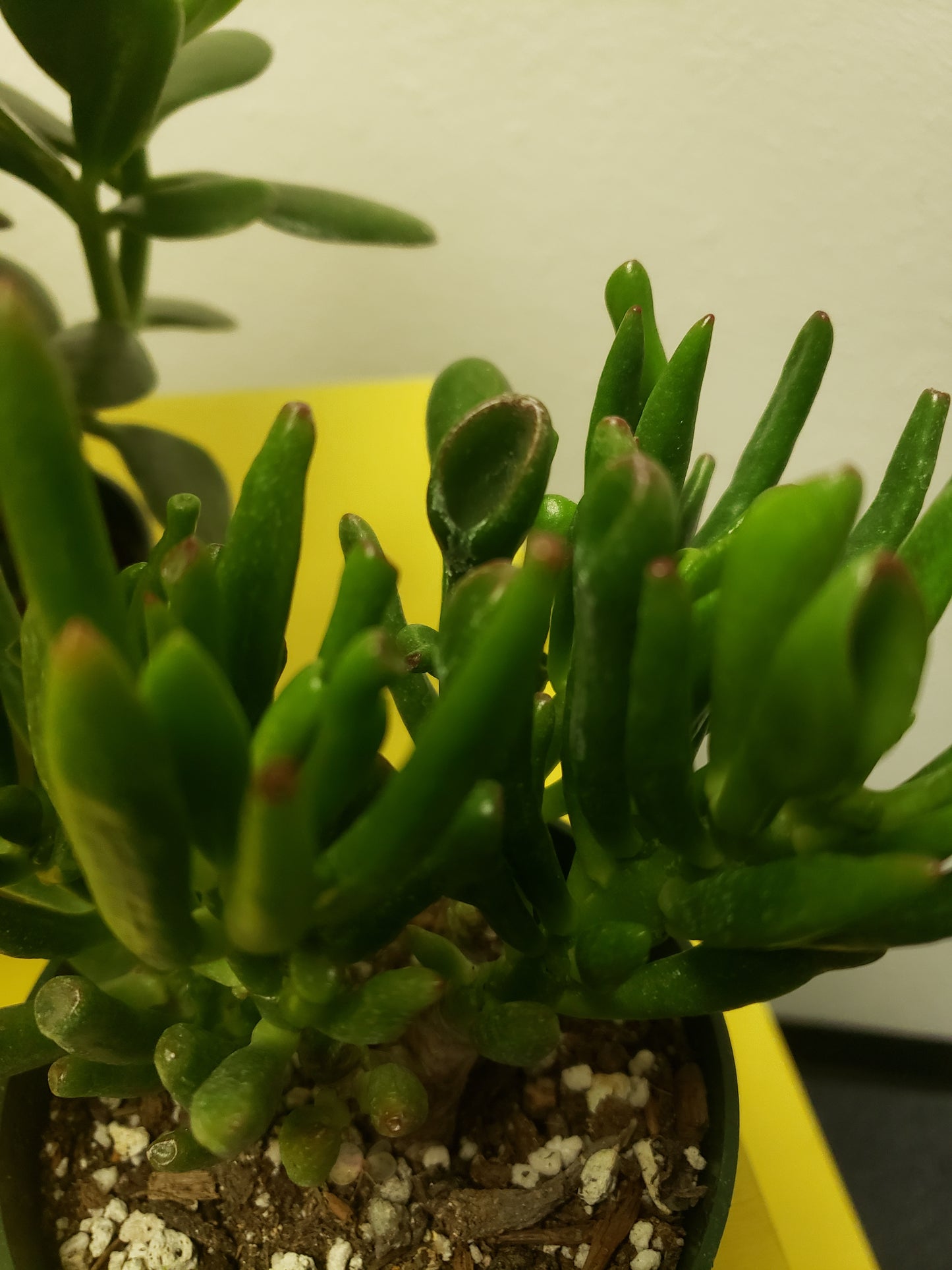 hobbit jade plant care Hobbit Jade Tree Plant – Plants and Things LLC