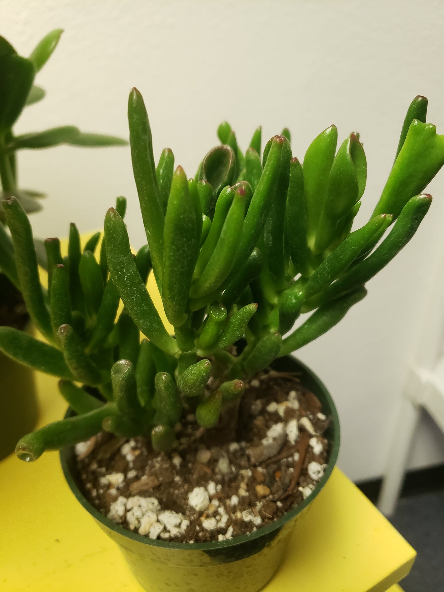hobbit jade plant shriveling Hobbit Jade Tree Plant – Plants and Things LLC