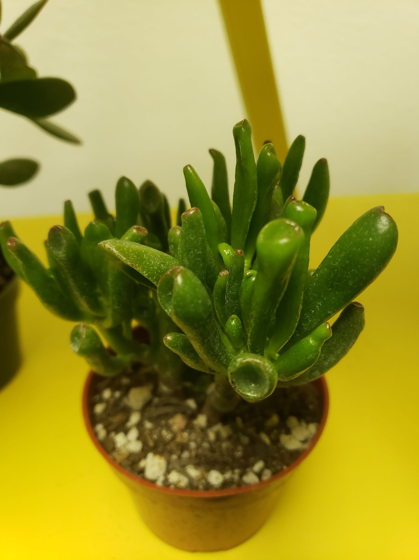 hobbit ear succulent Hobbit Jade Tree Plant – Plants and Things LLC