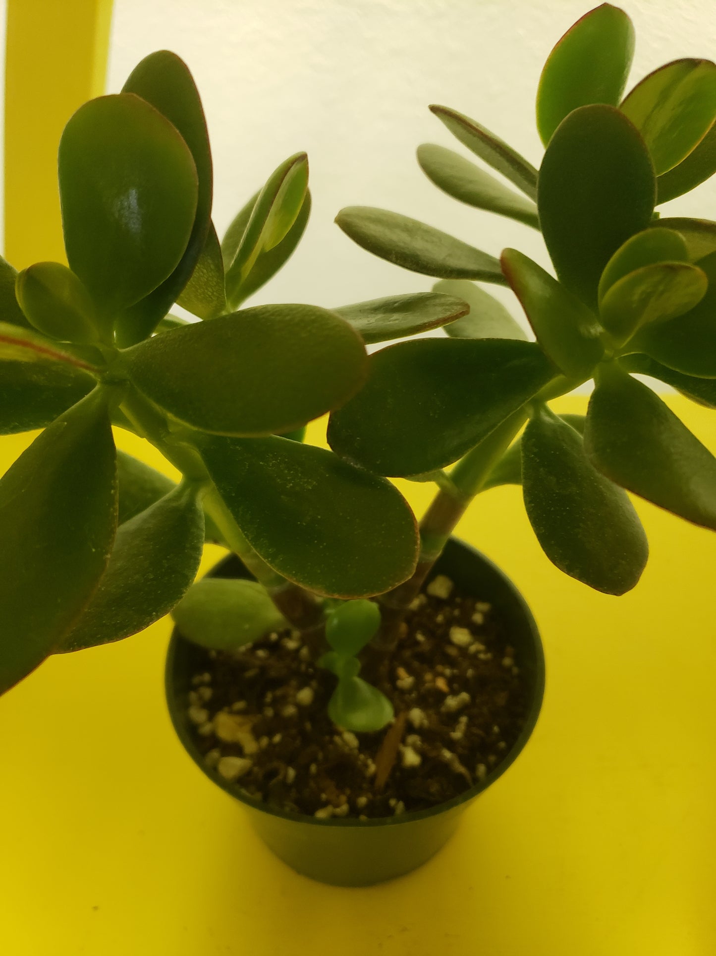 Jade Tree Plant