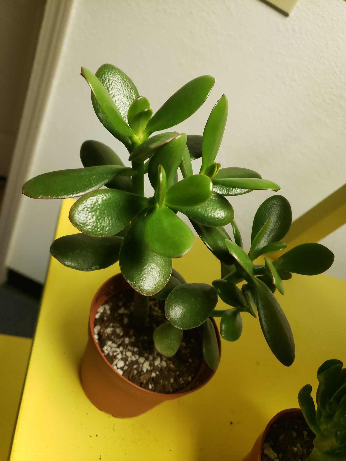 single stem jade plant Jade Tree Plant – Plants and Things LLC