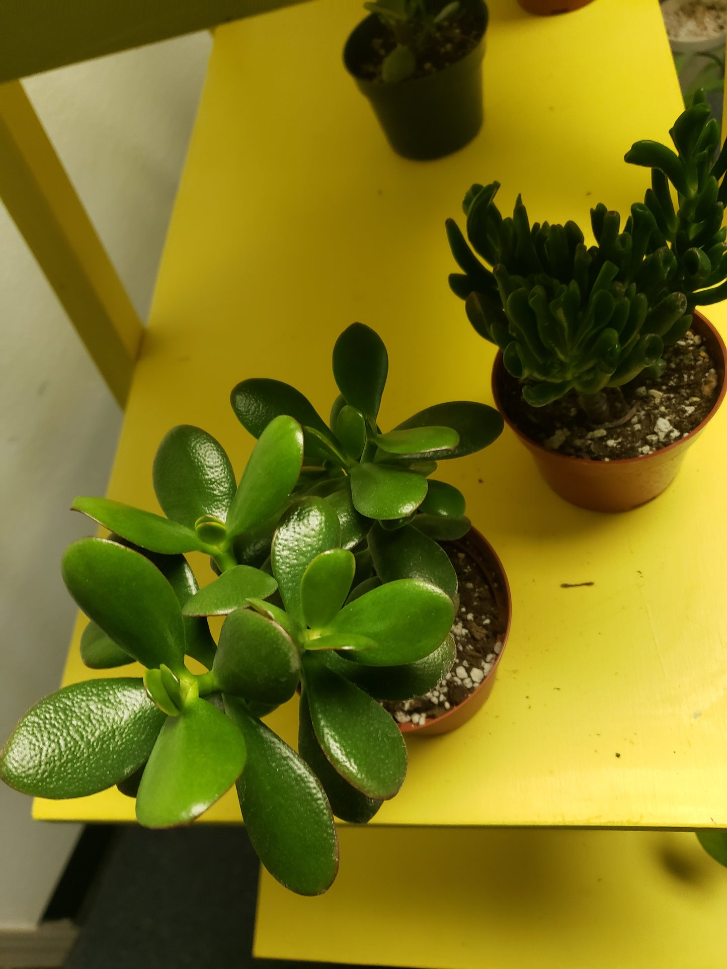 Jade Tree Plant