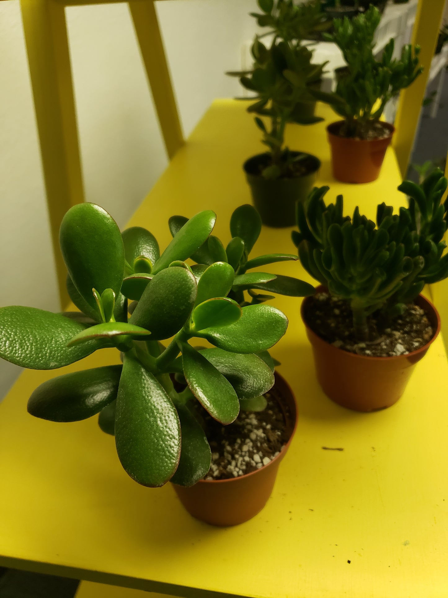 Jade Tree Plant