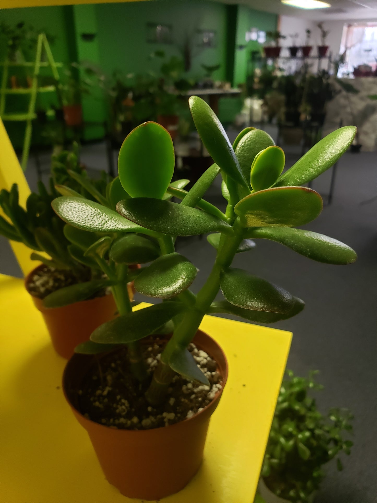 Jade Tree Plant