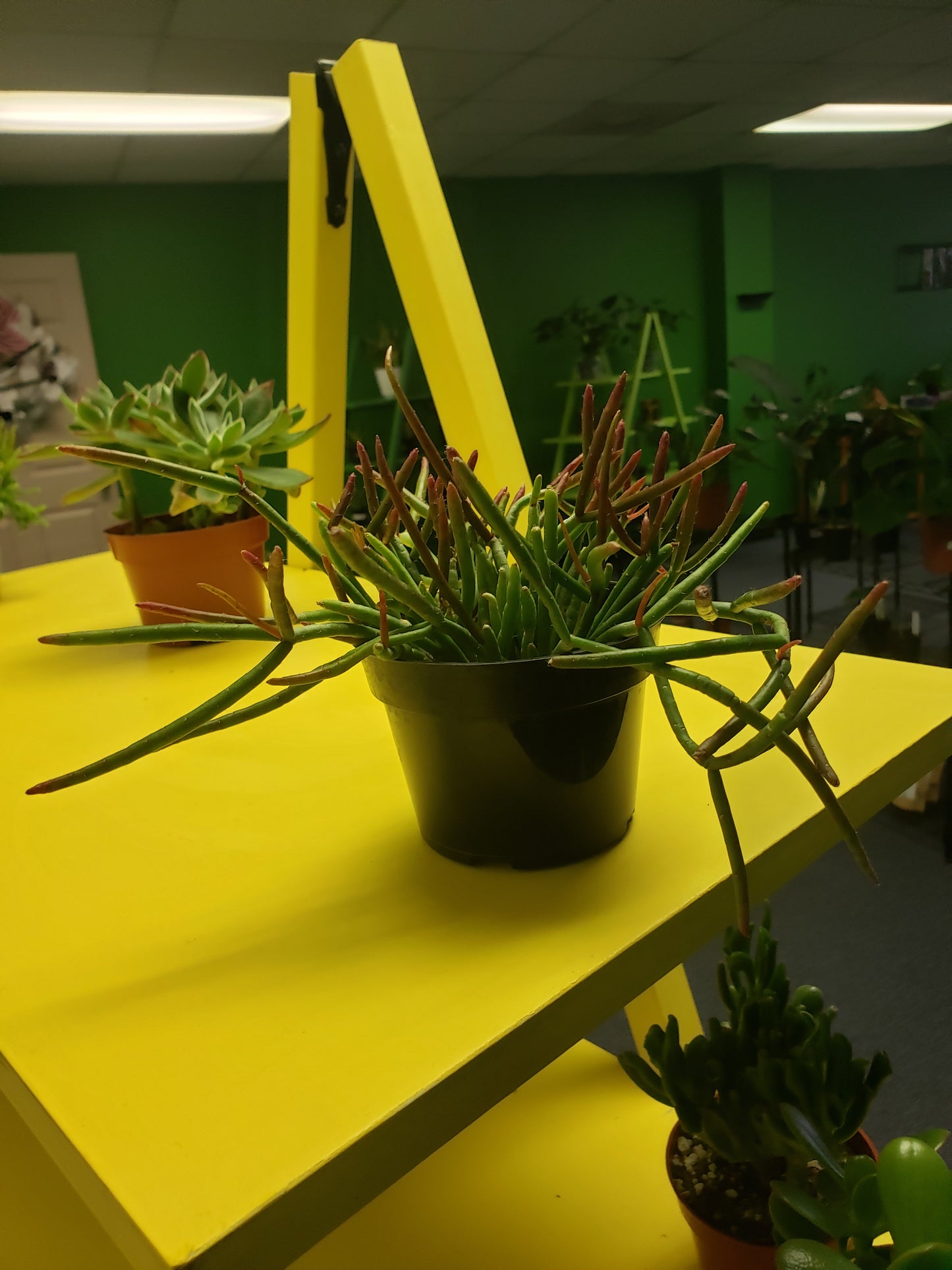 Mistletoe Cactus
