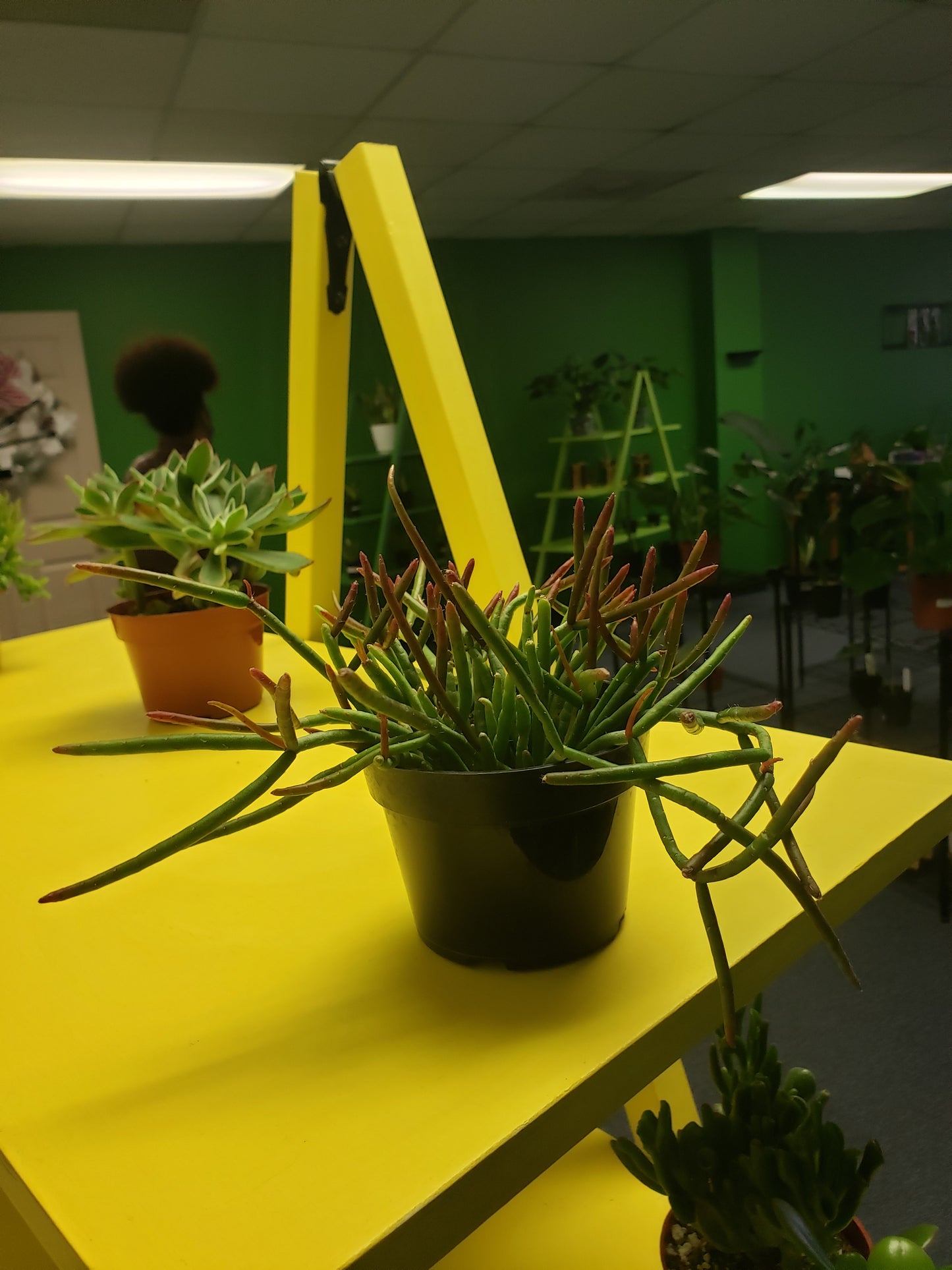 Mistletoe Cactus