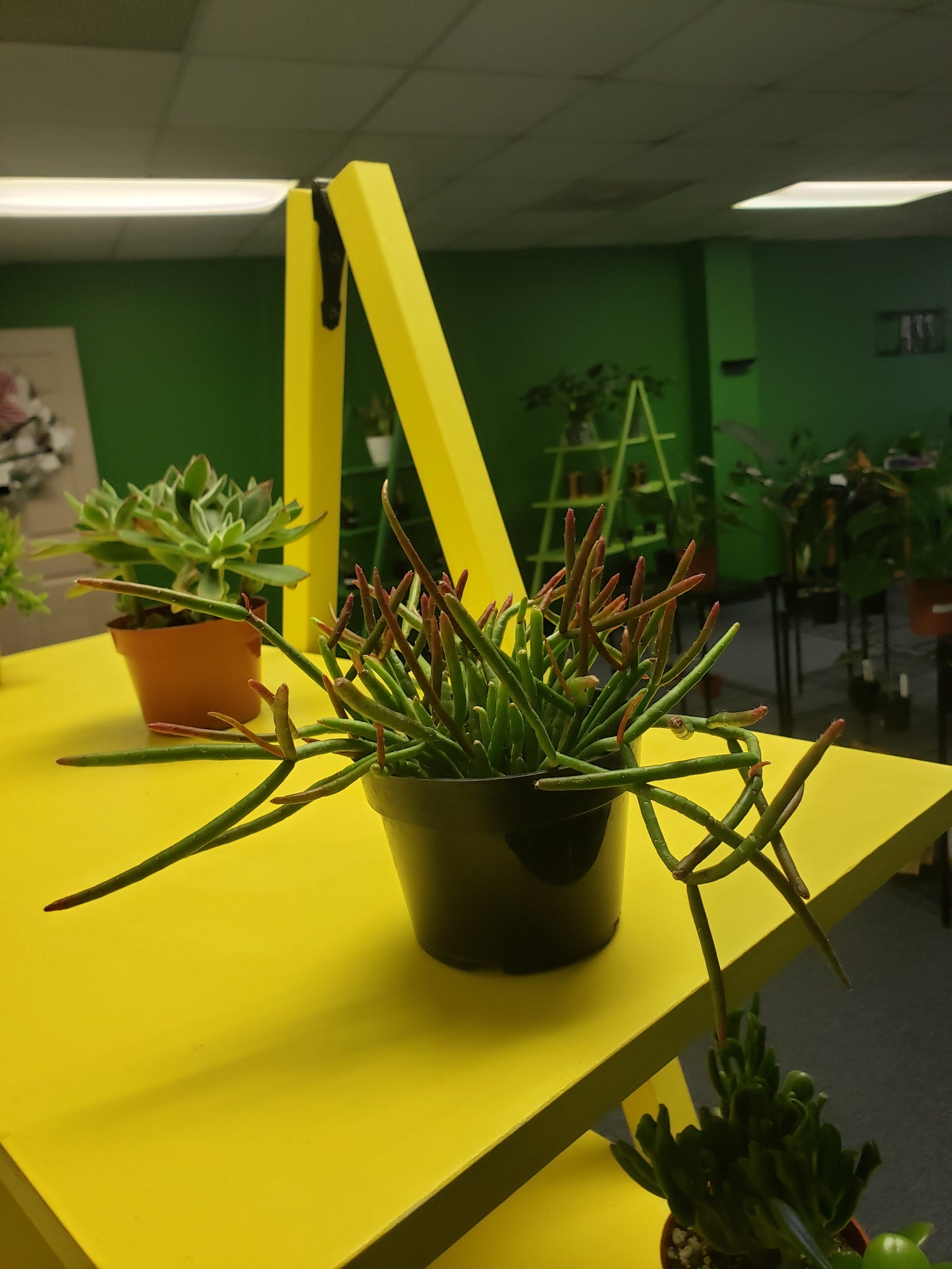 Mistletoe Cactus