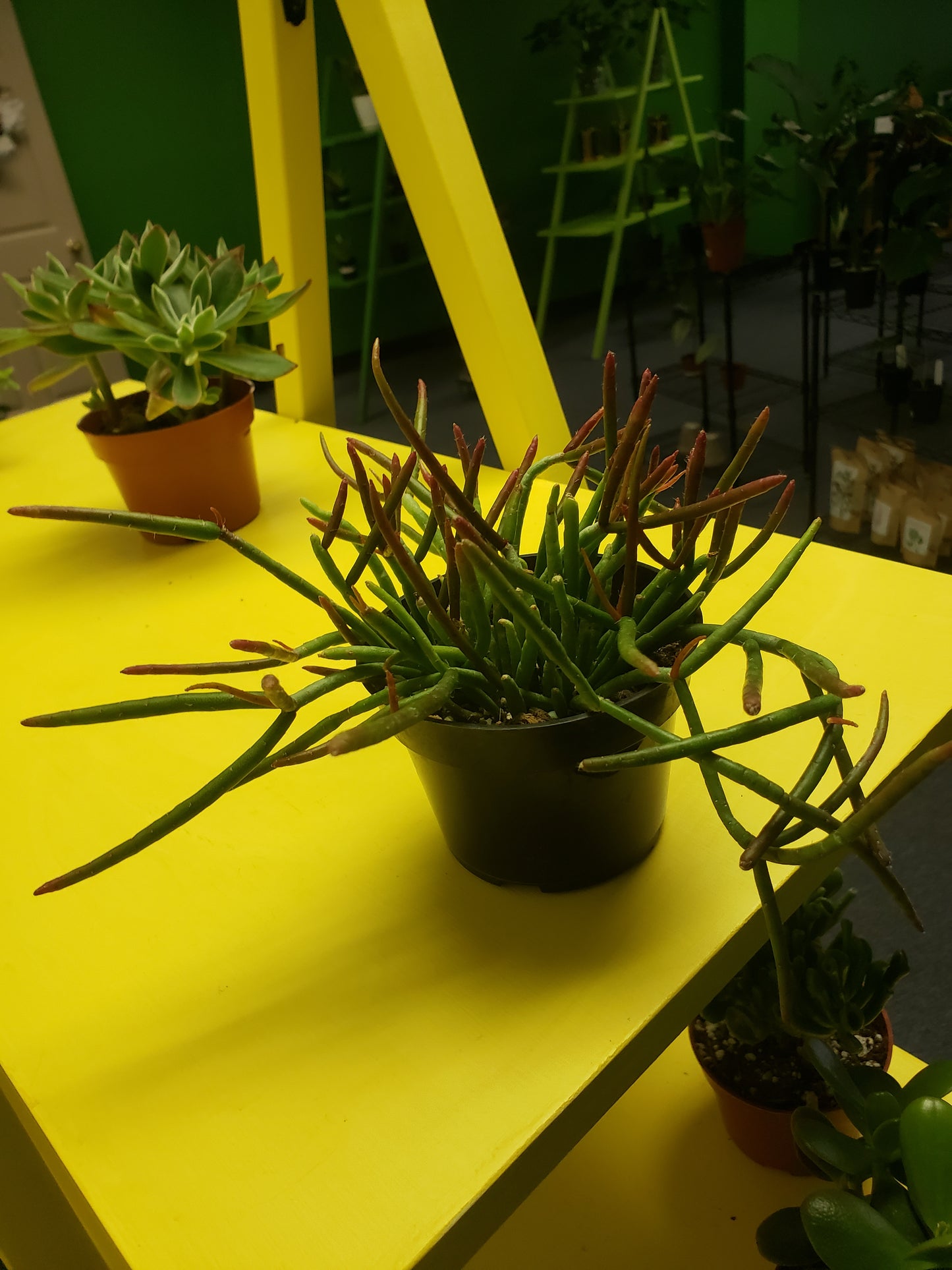 Mistletoe Cactus