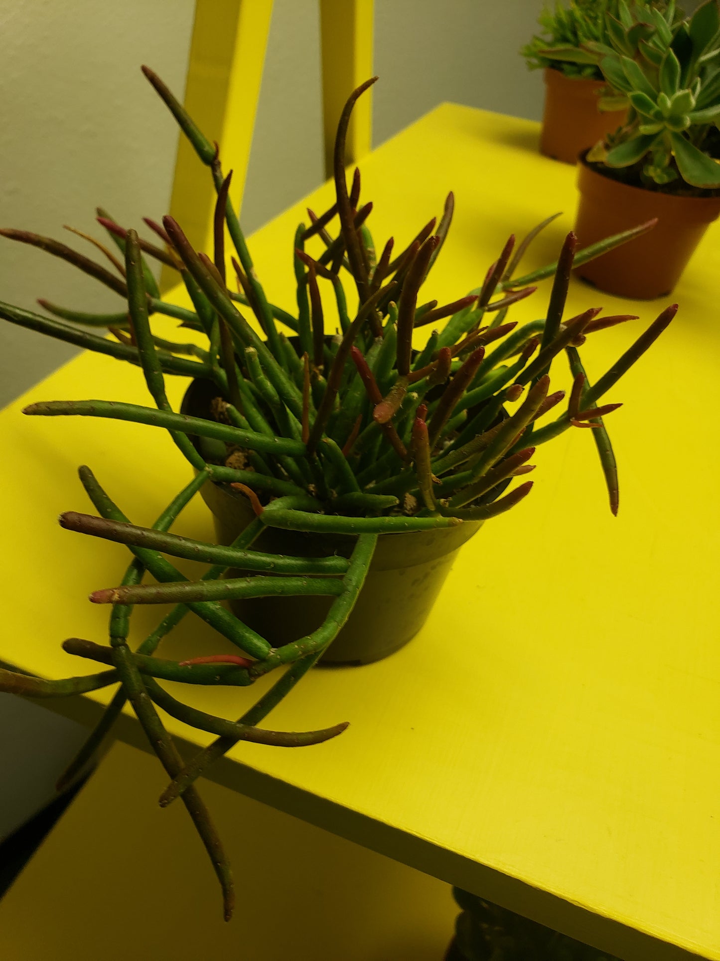 Mistletoe Cactus