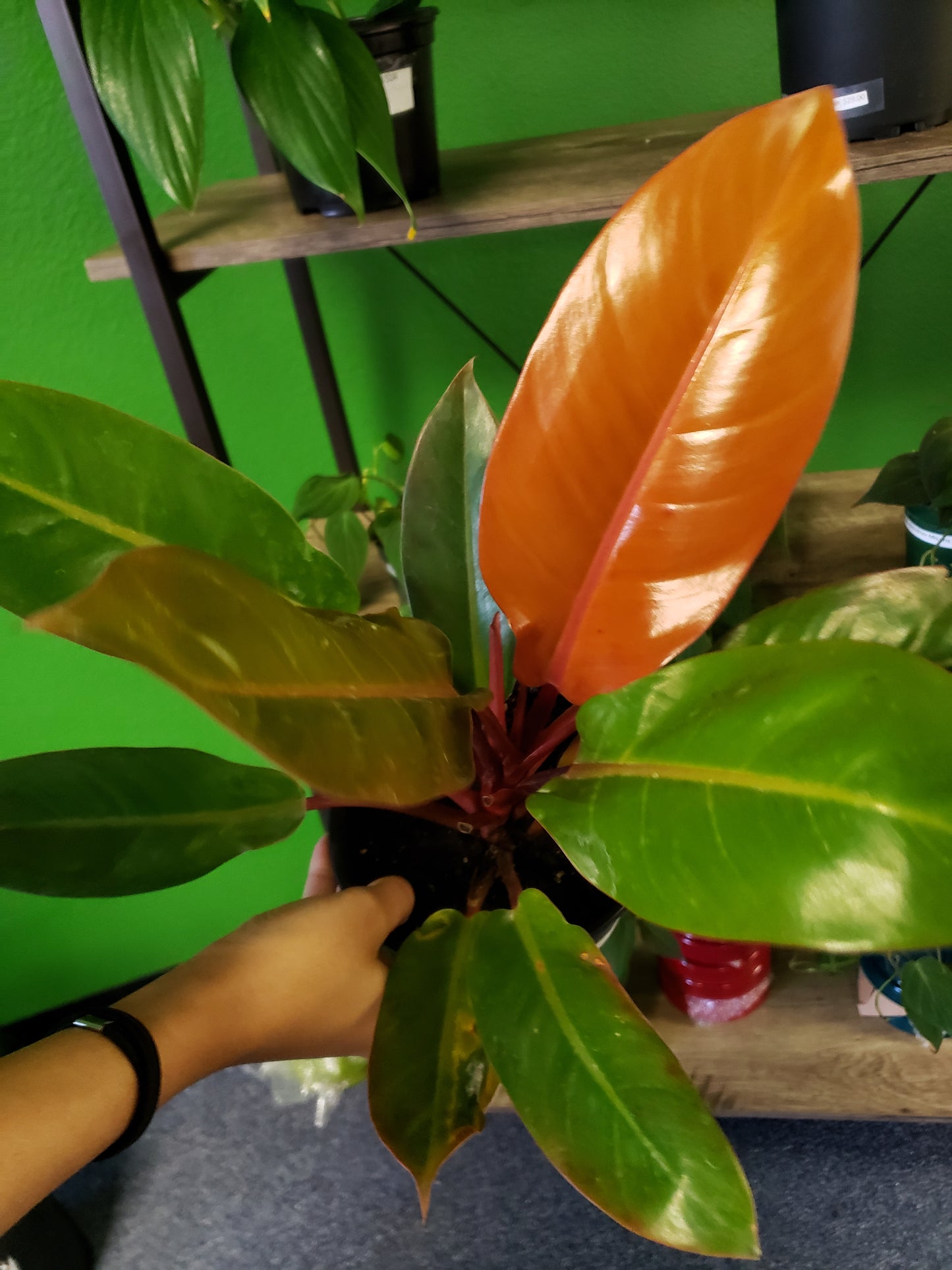 Philodendron Orange Prince