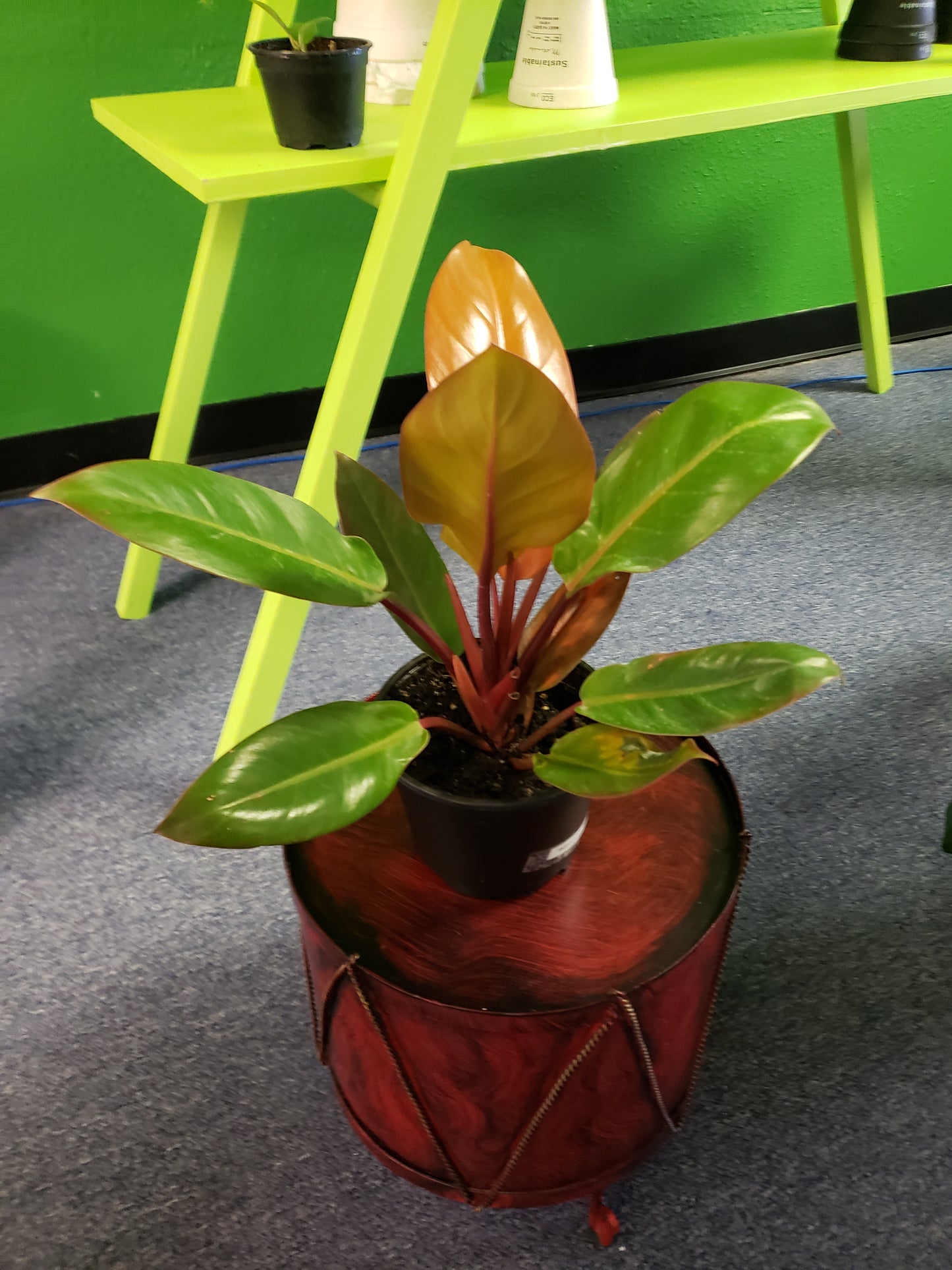 Philodendron Orange Prince