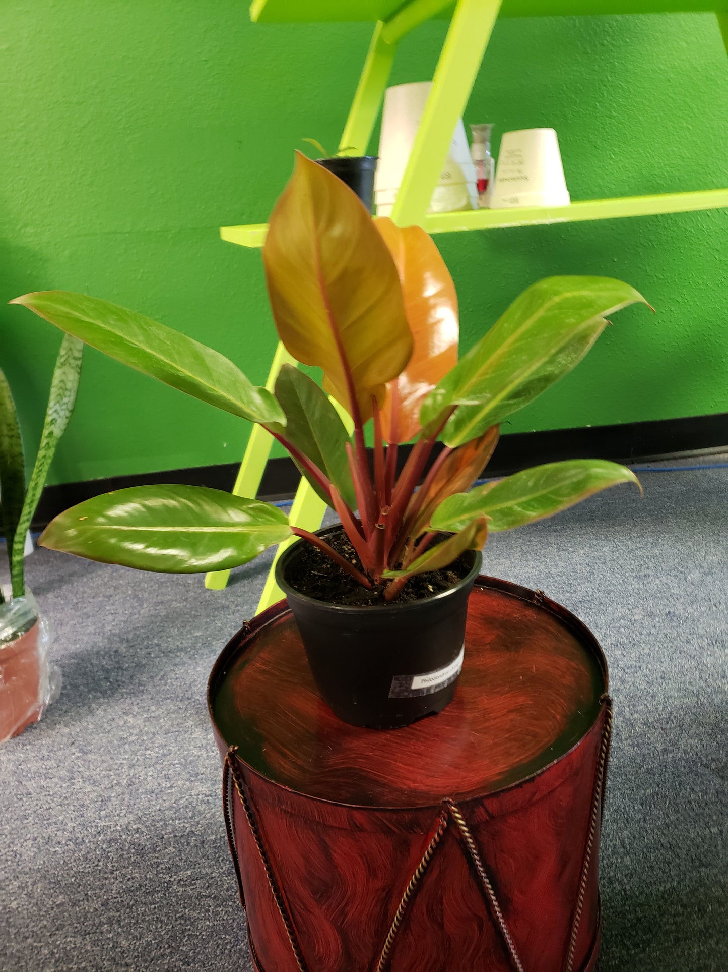 Philodendron Orange Prince