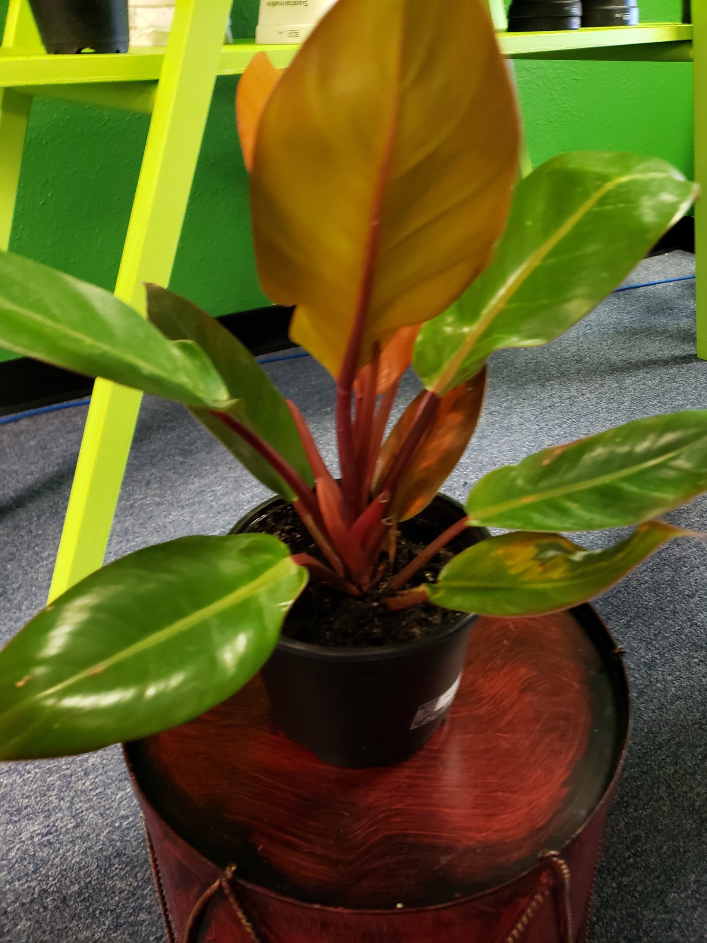 Philodendron Orange Prince