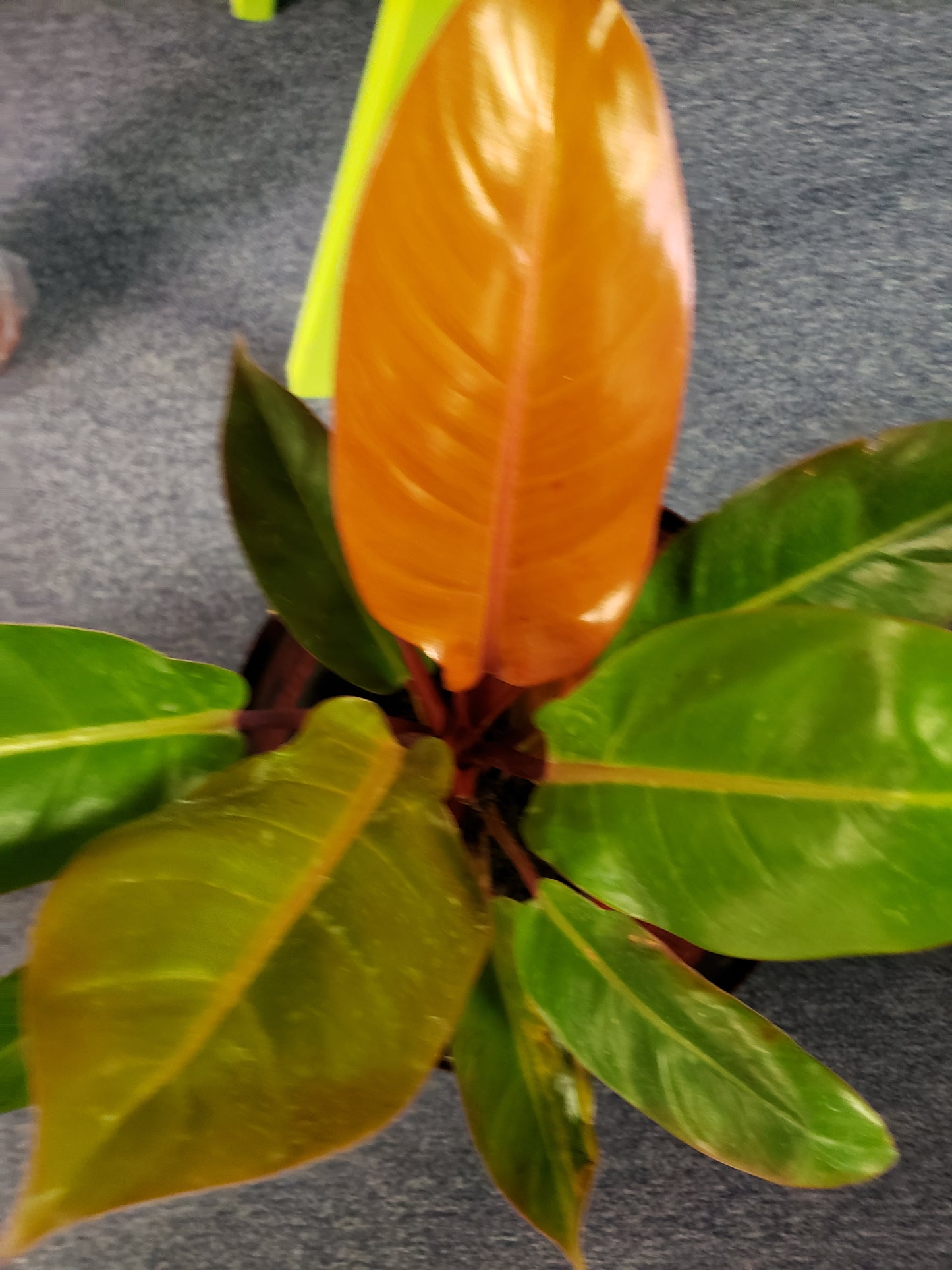 Philodendron Orange Prince
