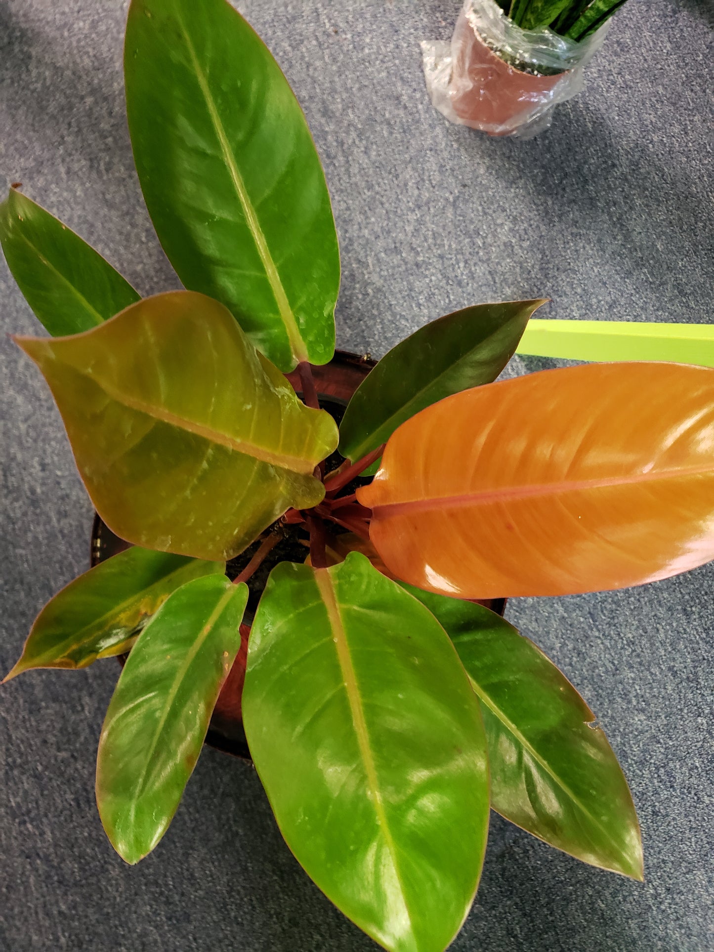 Philodendron Orange Prince