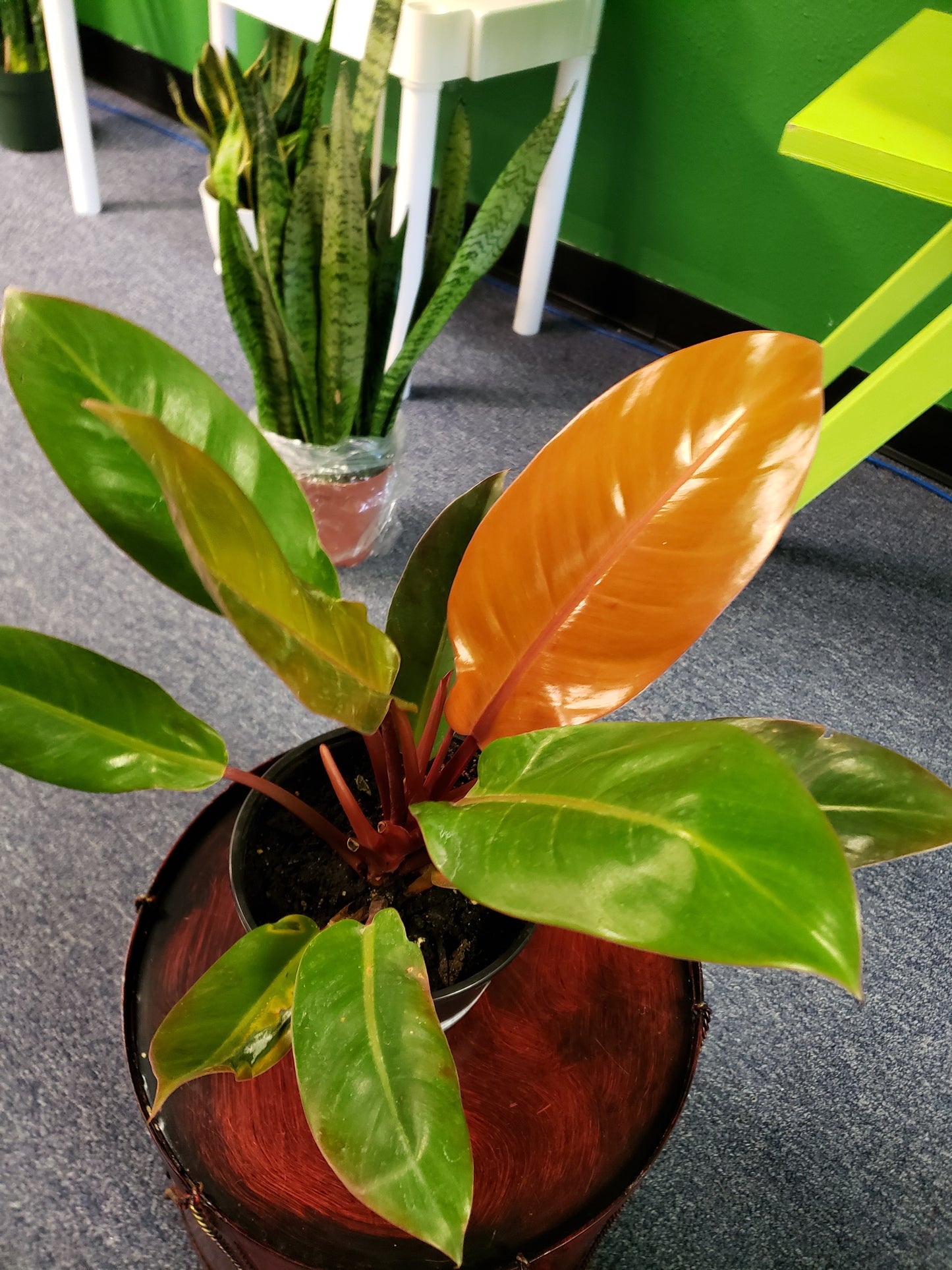 Philodendron Orange Prince