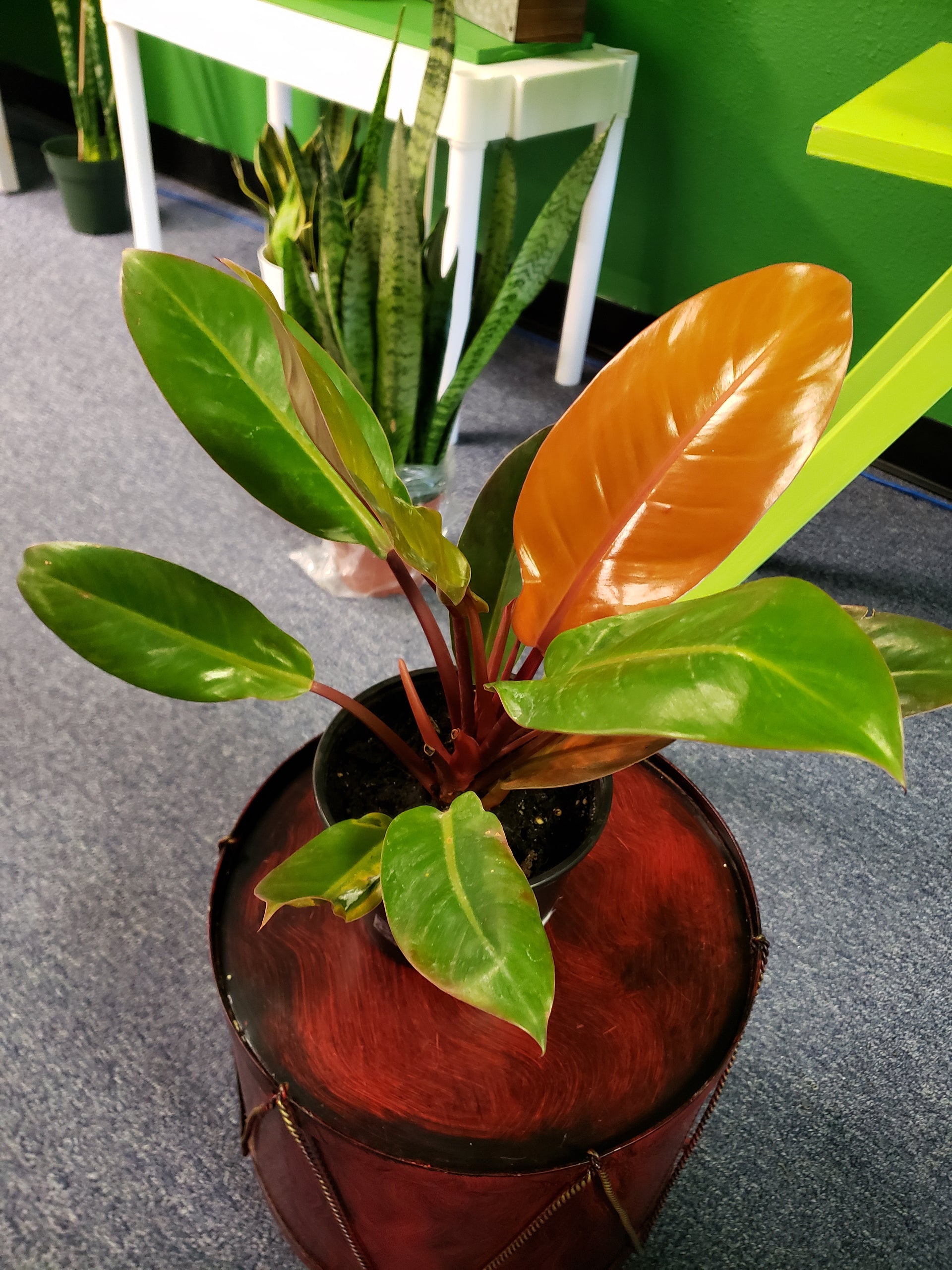 orange philodendron varieties Philodendron Orange Prince – Plants and Things LLC