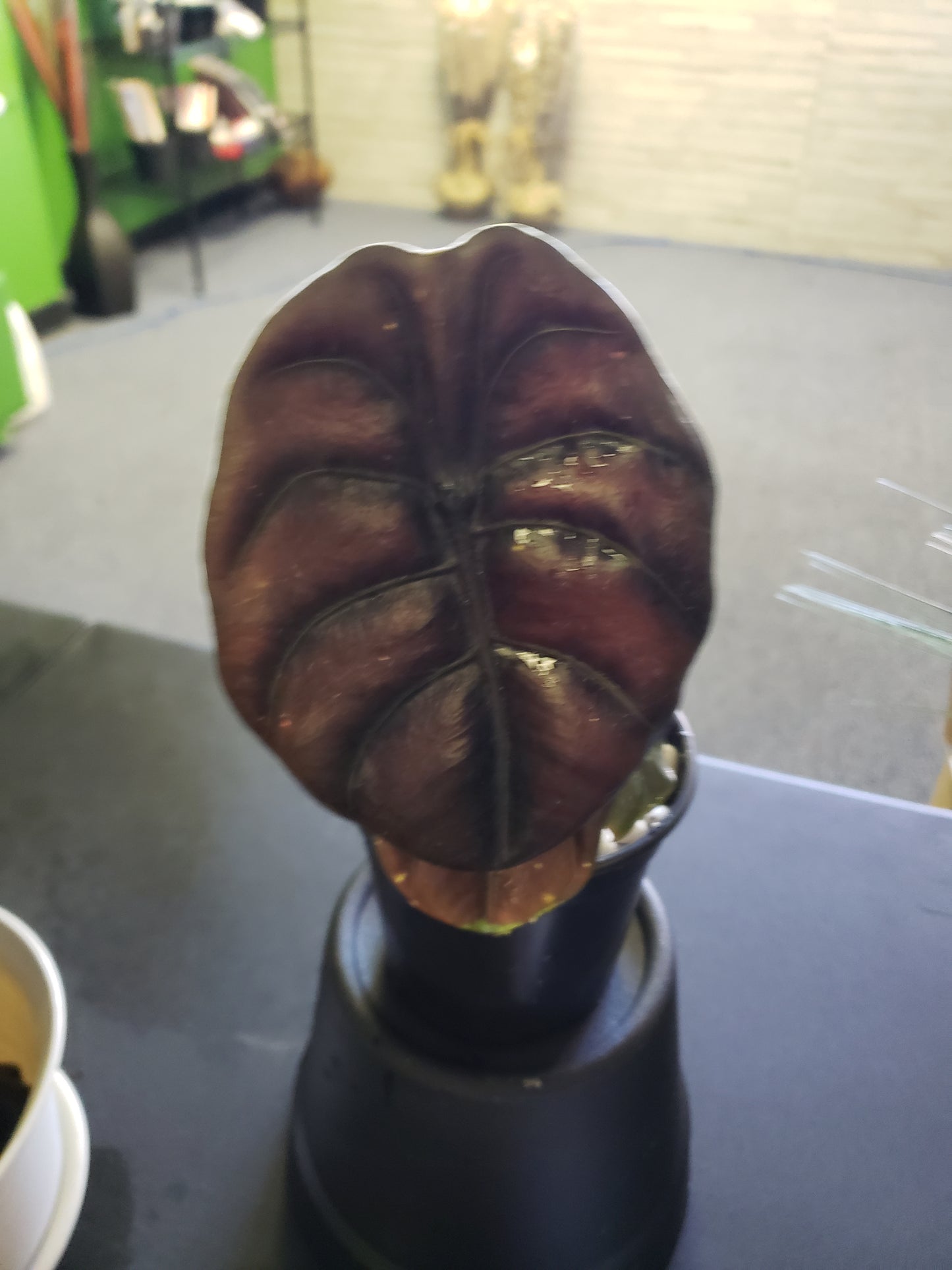 Alocasia Red Secret