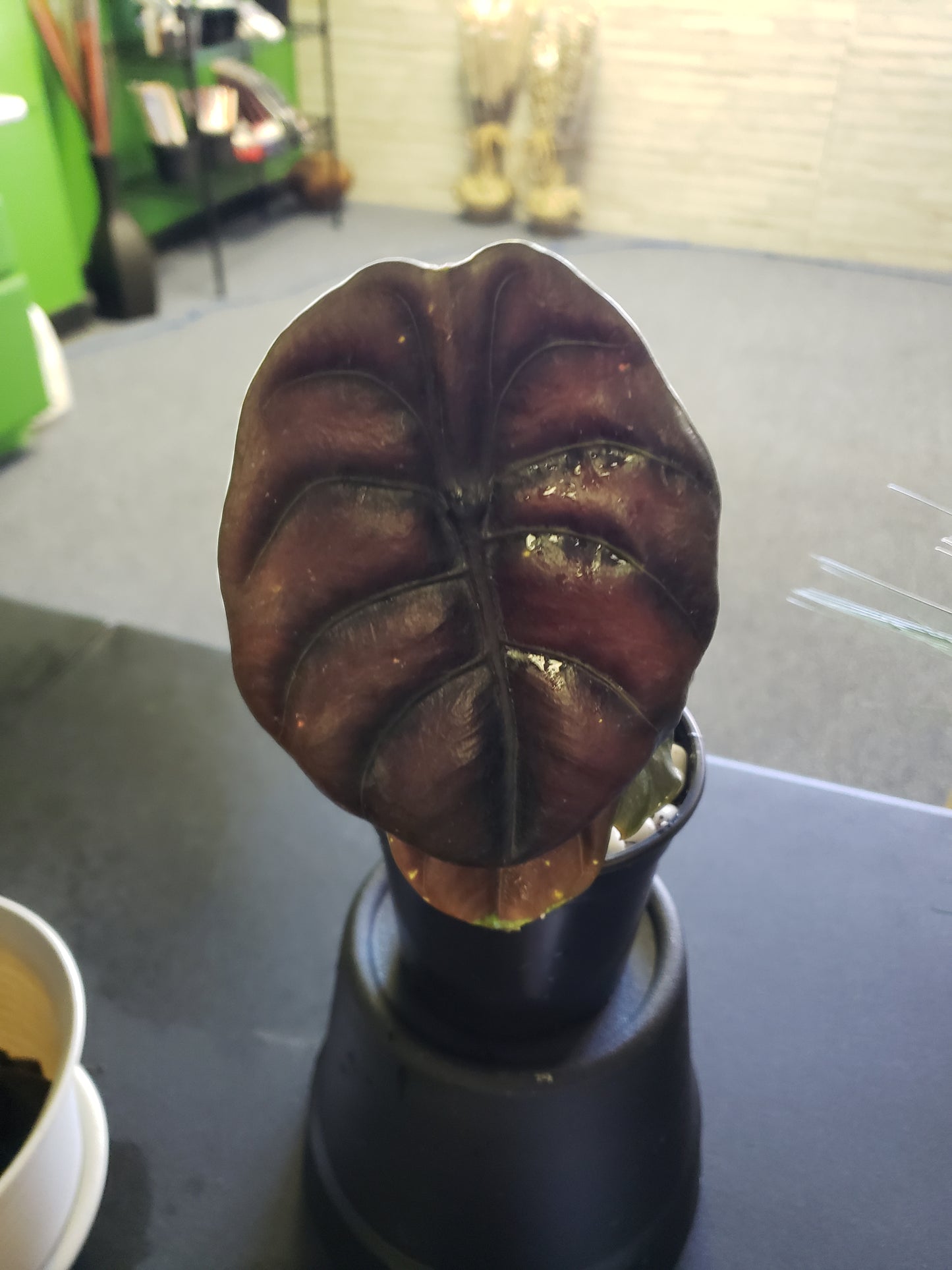 Alocasia Red Secret