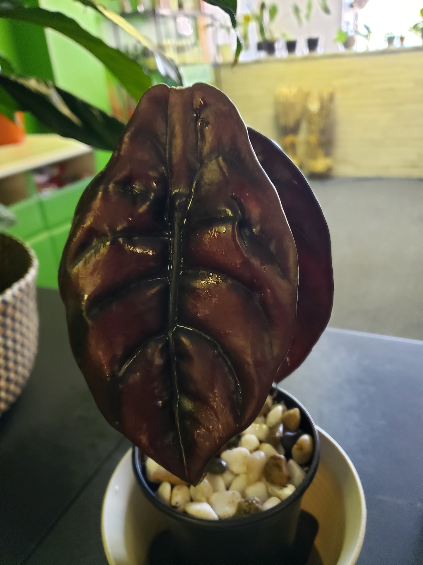 Alocasia Red Secret