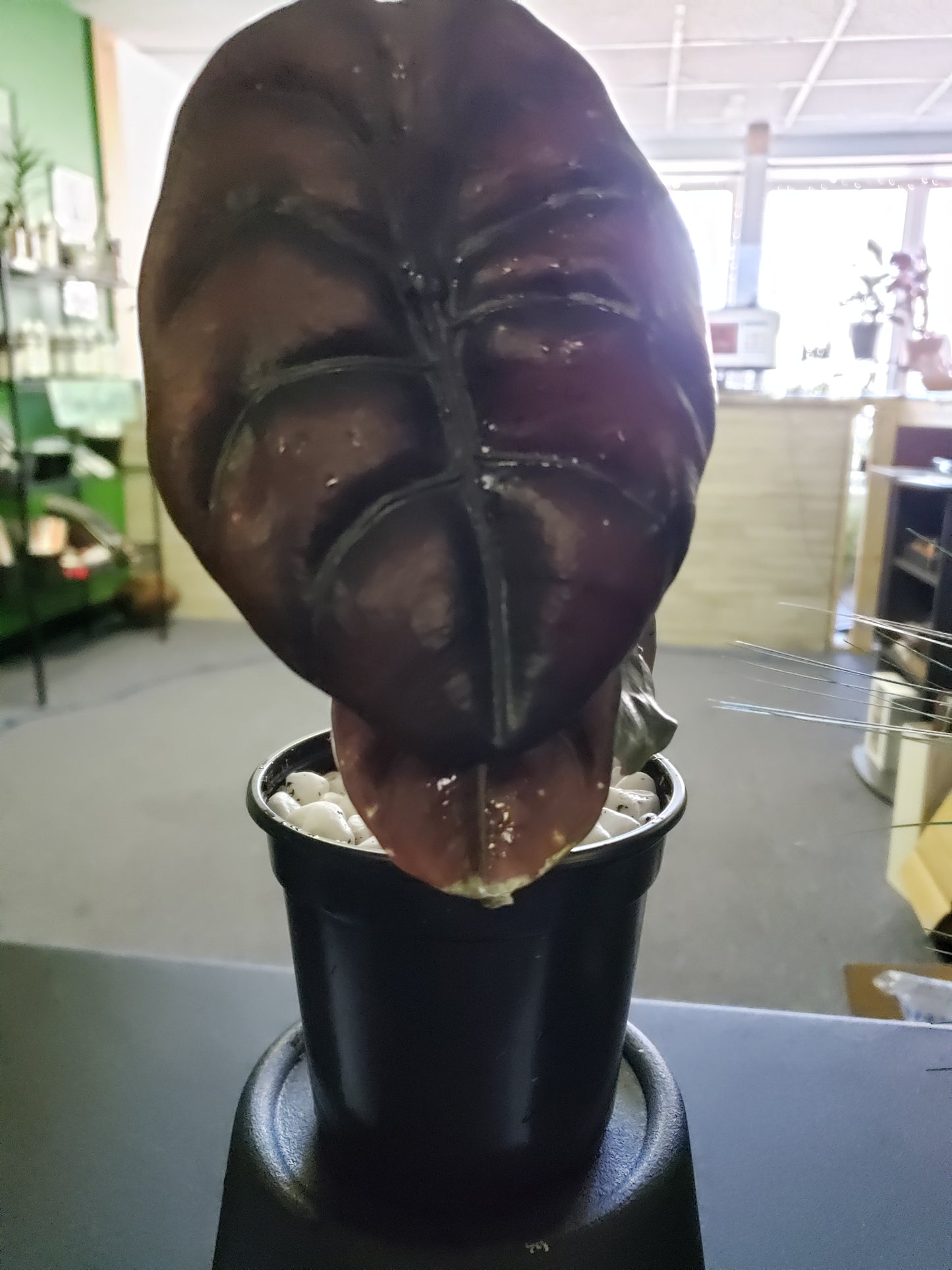 Alocasia Red Secret